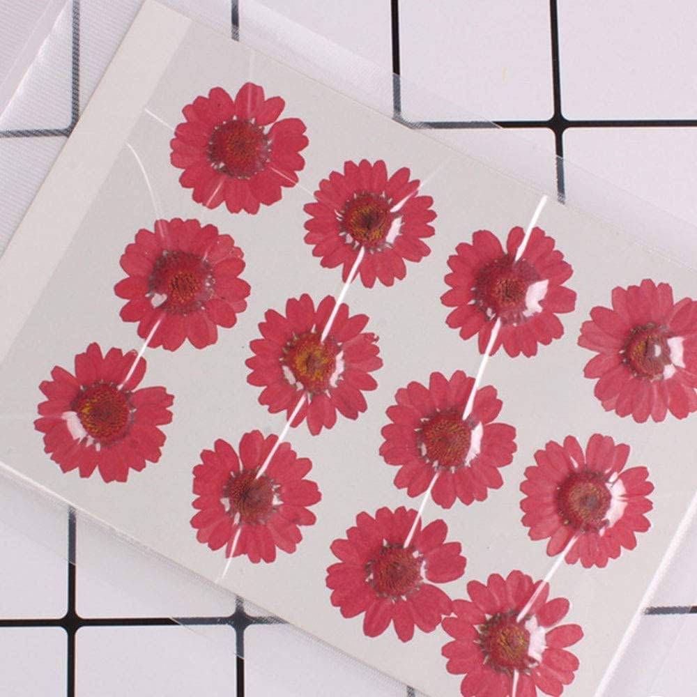 50pcs Natural Dried Daisy Flower for Crafting and Decoration