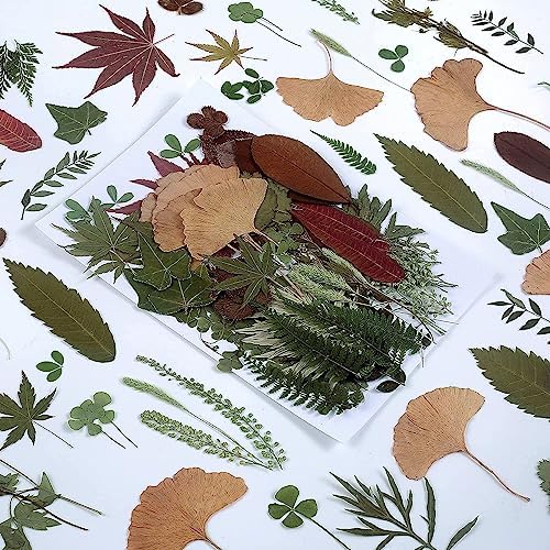 100 PCS Real Dried Greenery Leaves for DIY Resin Jewelry Craft