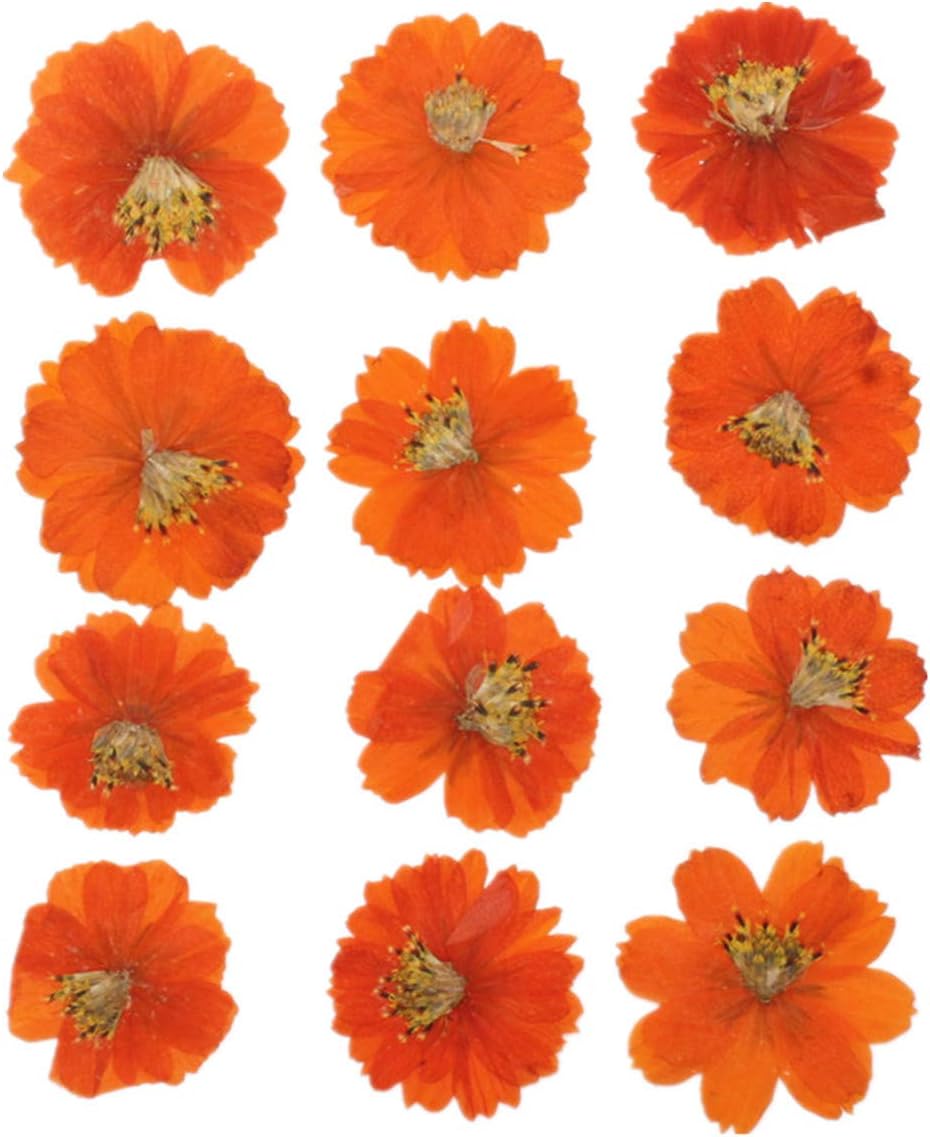 12PCS Sulphureus Natural Pressed Dried Flower for DIY Craft Jewelry Making