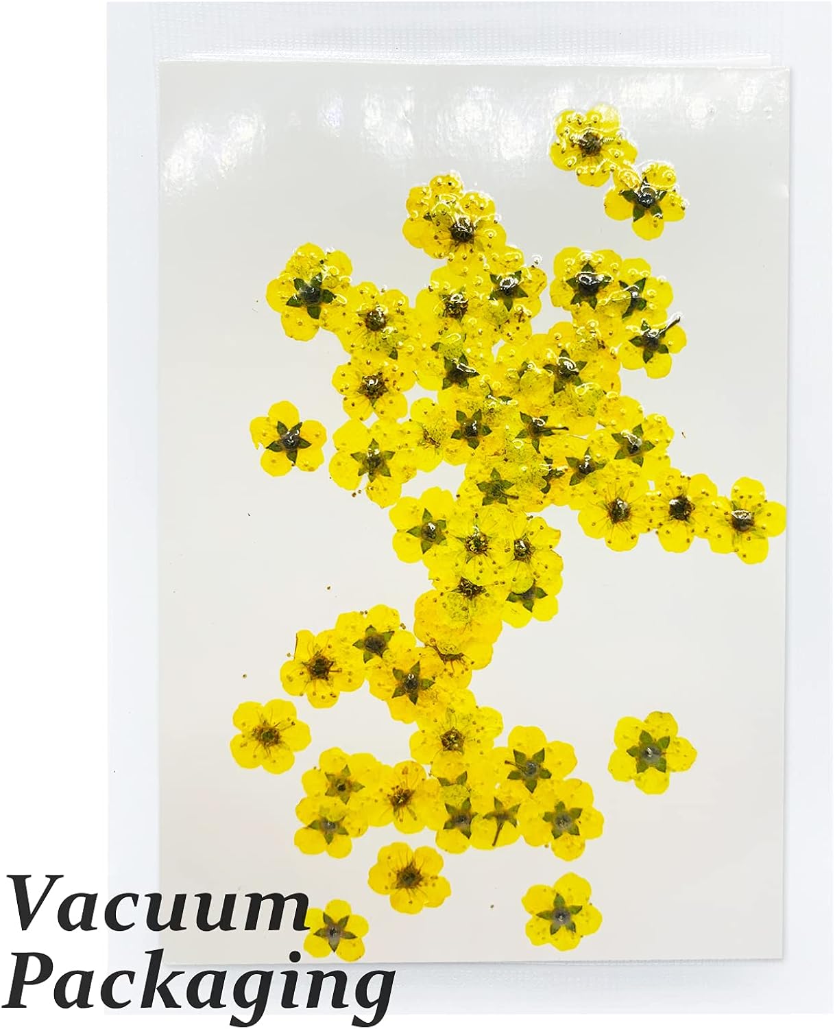 Pressed Dried Flowers 60PCS Yellow Plum Blossom for Resin Crafting and Scrapbooking