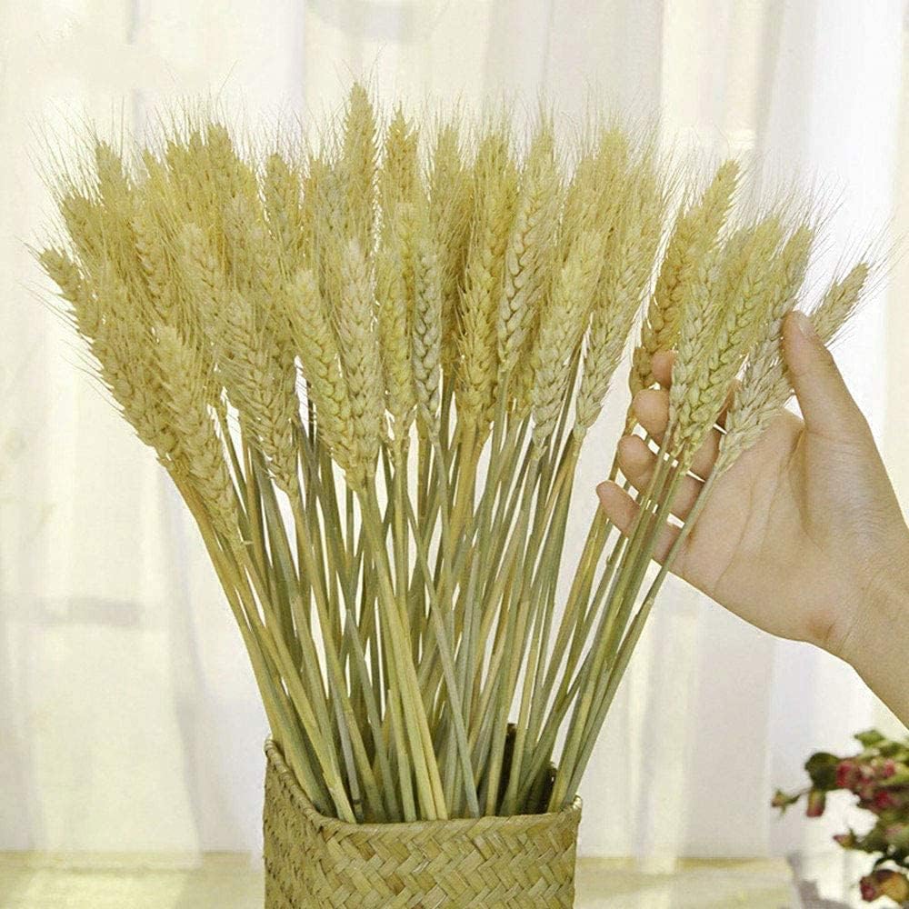TooGet 200 Stems Dried Wheat Bouquet for Decor