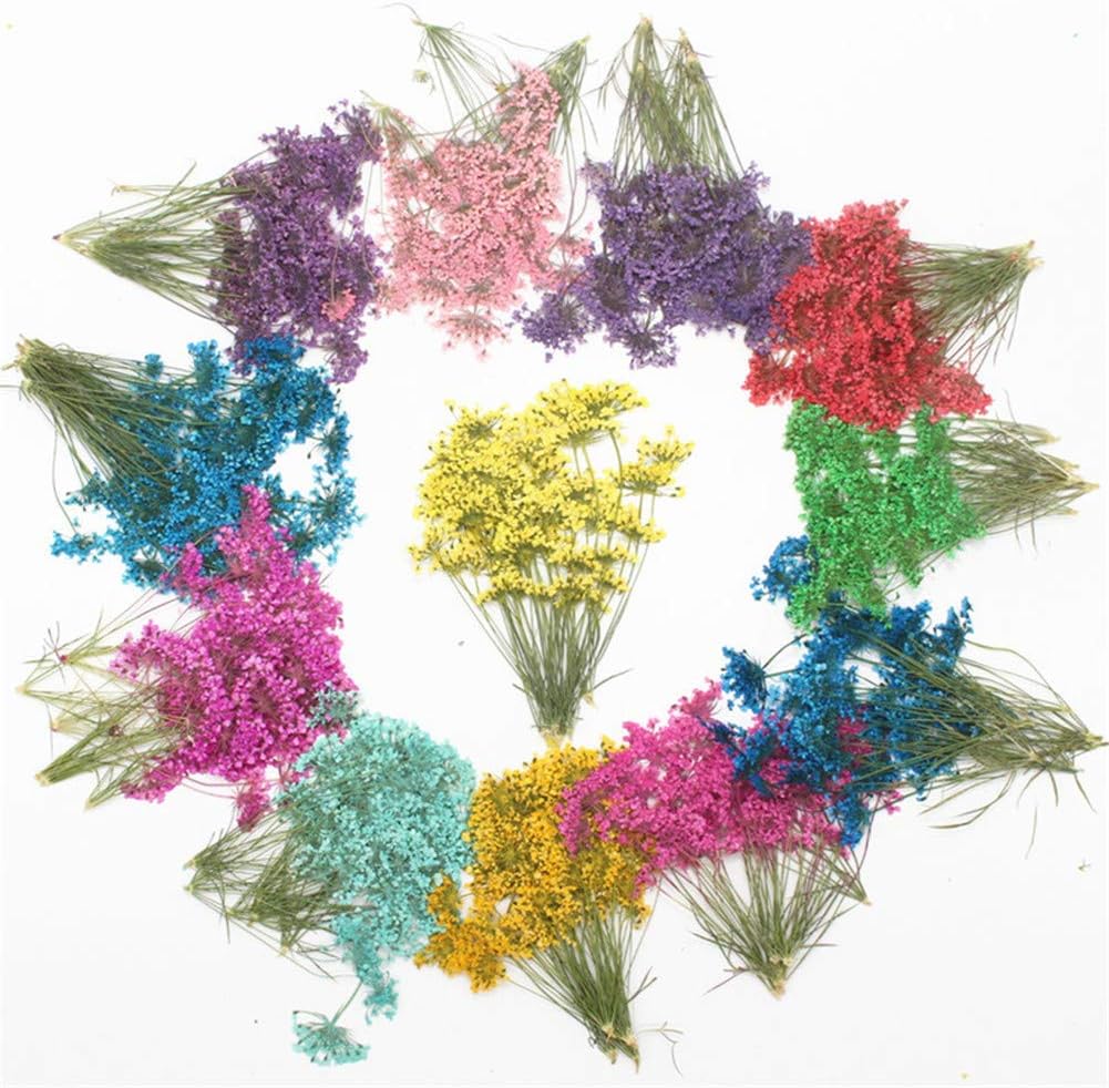 6pcs Natural Dried Yellow Flower Pressed for Resin Jewelry DIY Craft