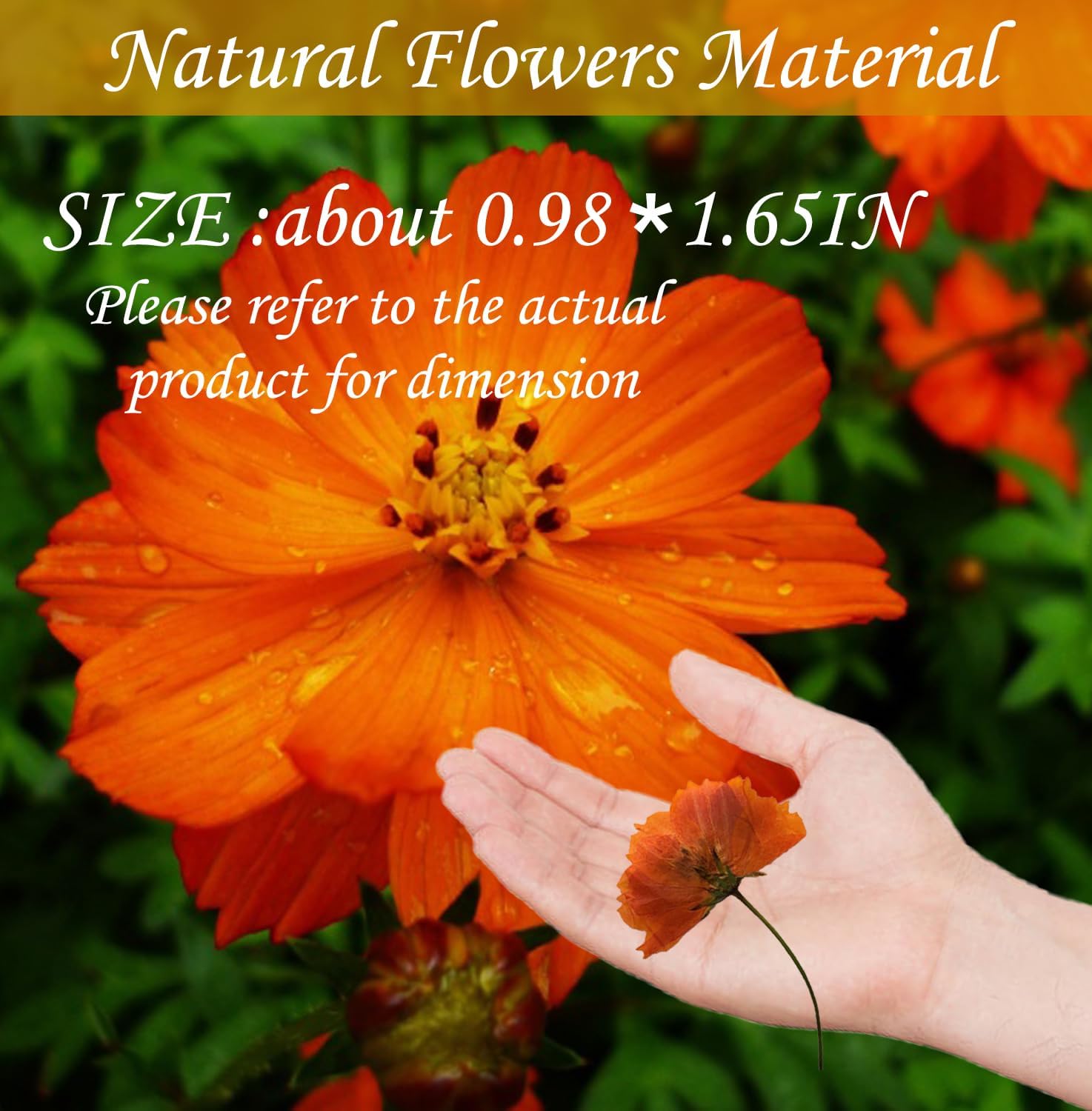 HEISENLIN Orange Dried Cosmos Flowers 42PCS for Resin Jewelry DIY Crafts