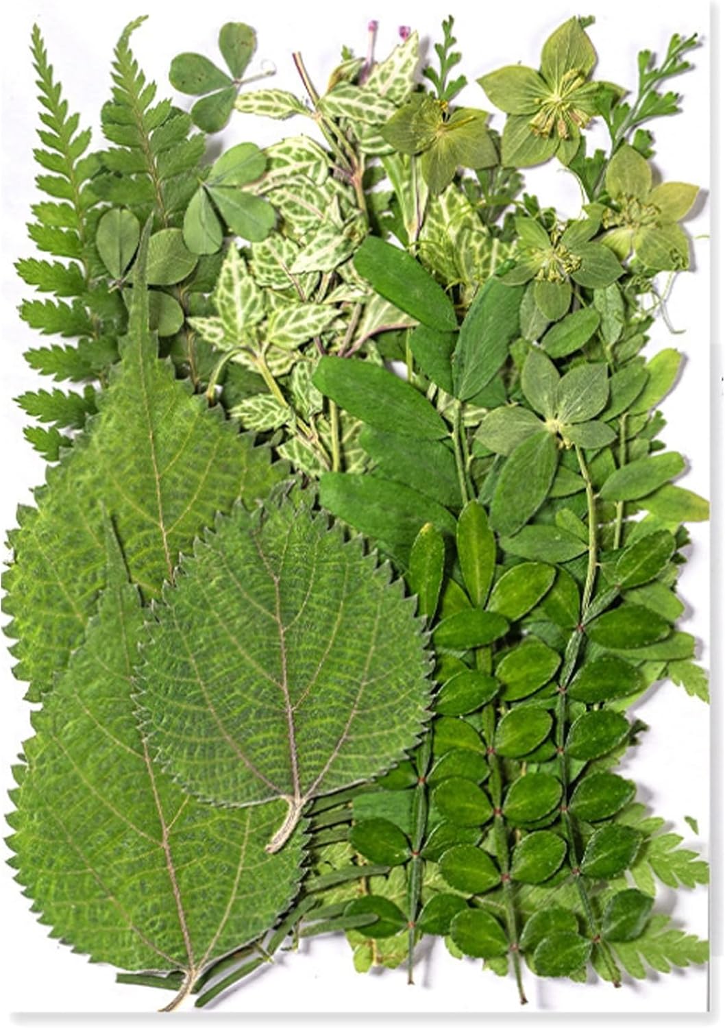 35Pcs Dried Pressed Flowers Leaves for Resin Crafts DIY Art