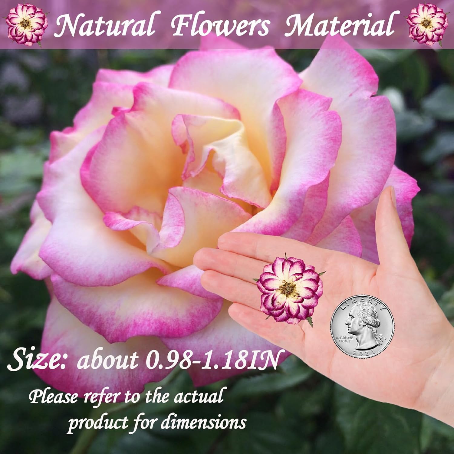 Natural Dried Two-Tone Rose Flowers for Resin Crafts