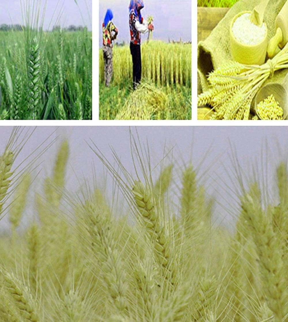 TooGet 200 Stems Dried Wheat Bouquet for Decor