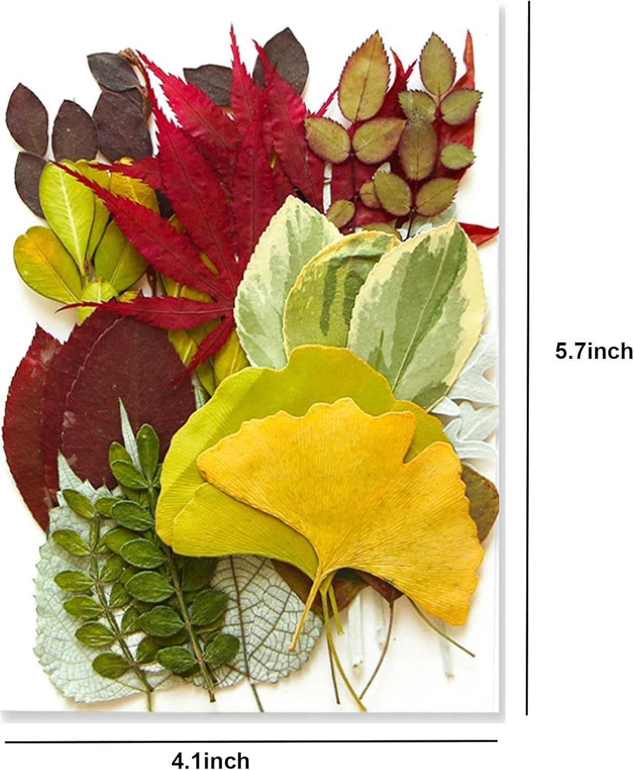 35 Pcs Dried Flowers Leaves for Crafts Resin Art DIY