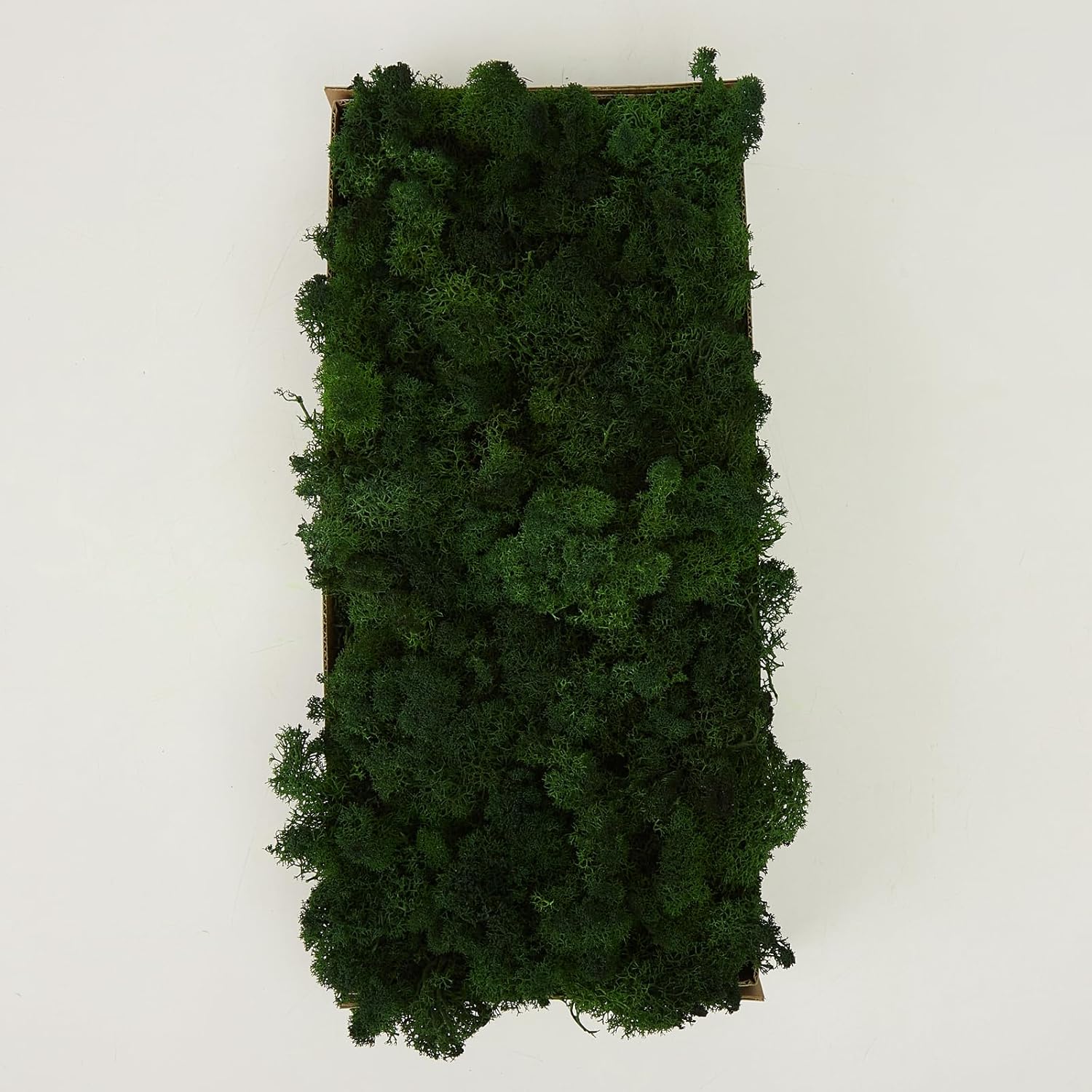 Preserved Reindeer Moss Green DIY Flower Arranging Kit