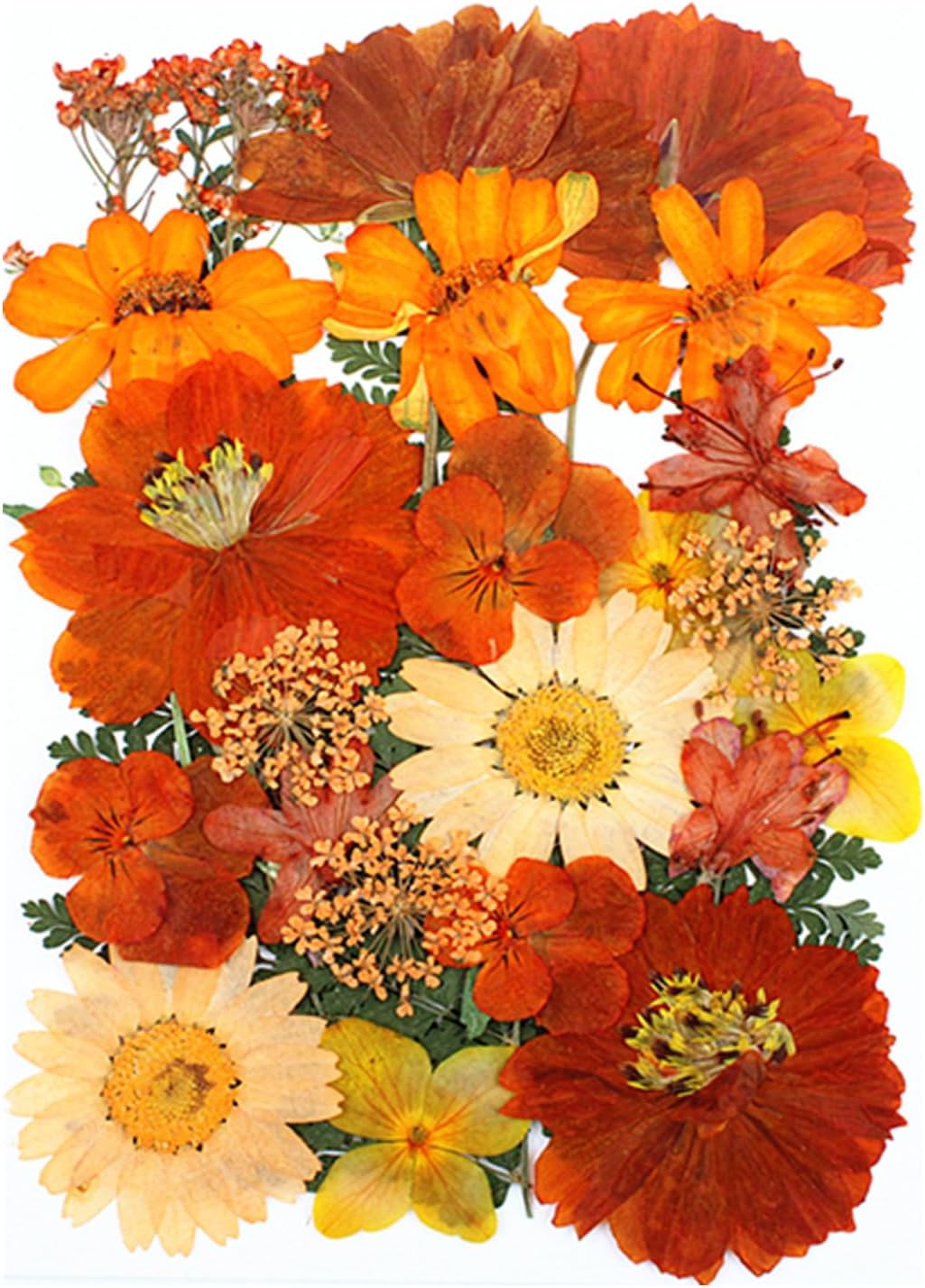 25Pcs Real Dried Flowers for Resin Art Crafts