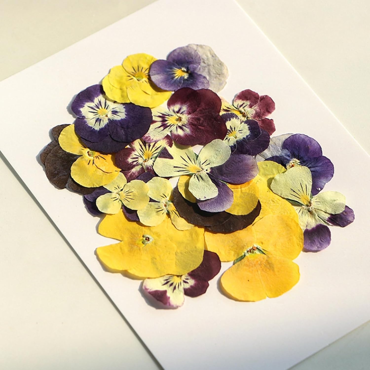 54 Pcs Dried Pressed Purple Pansy Flowers Resin Art Crafts