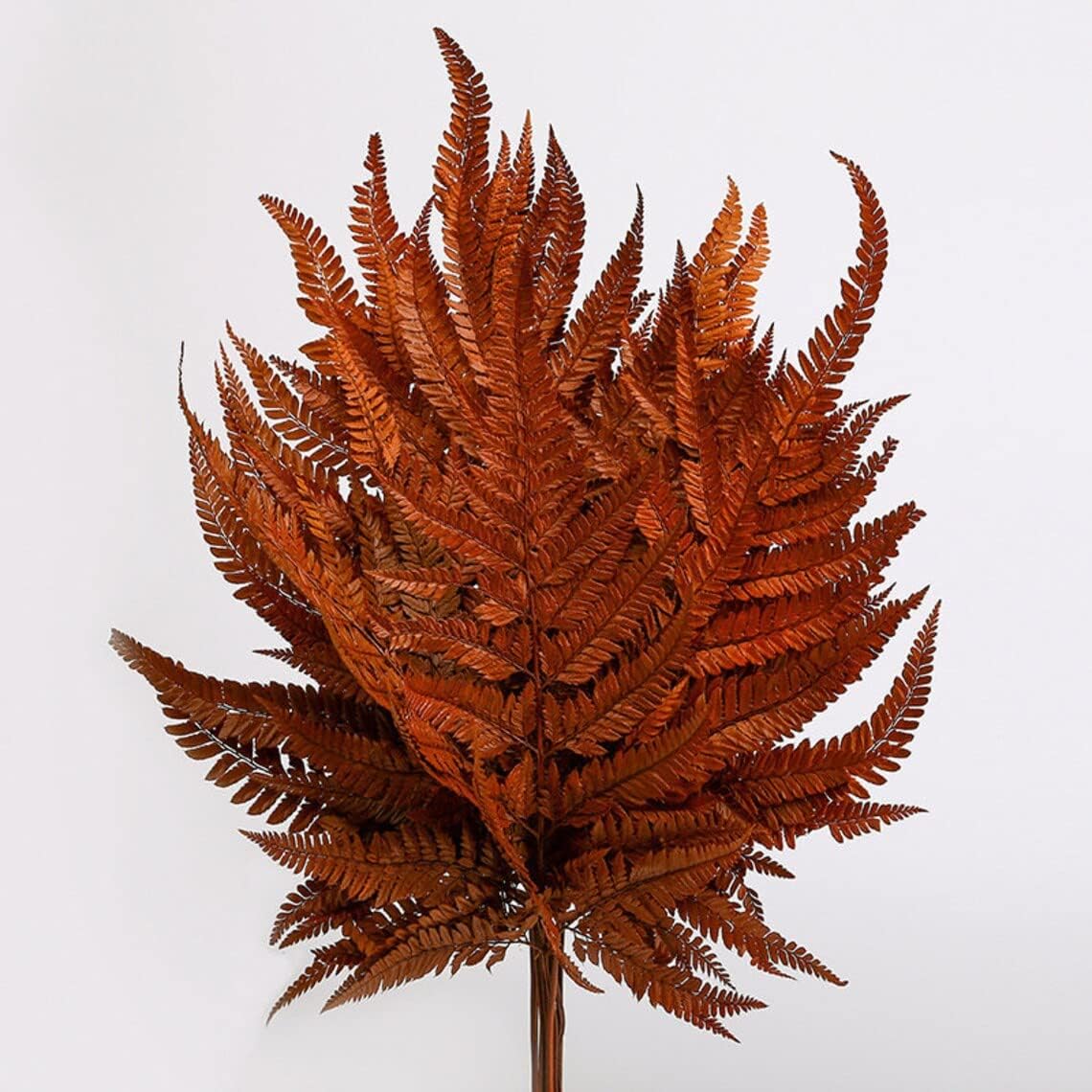 Preserved Real Green Ferns for Wedding Decorations