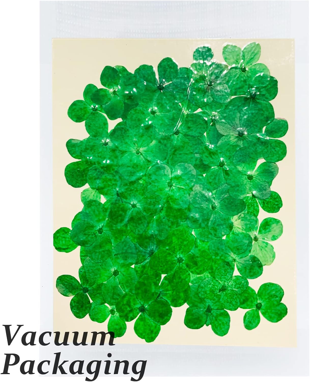 60PCS Natural Green Hydrangea Dried Flowers for DIY Crafts
