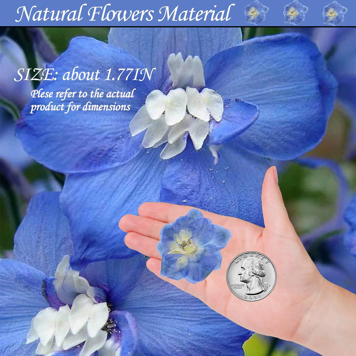 Blue Dried Larkspur Flowers 60PCS for Resin Craft Decor