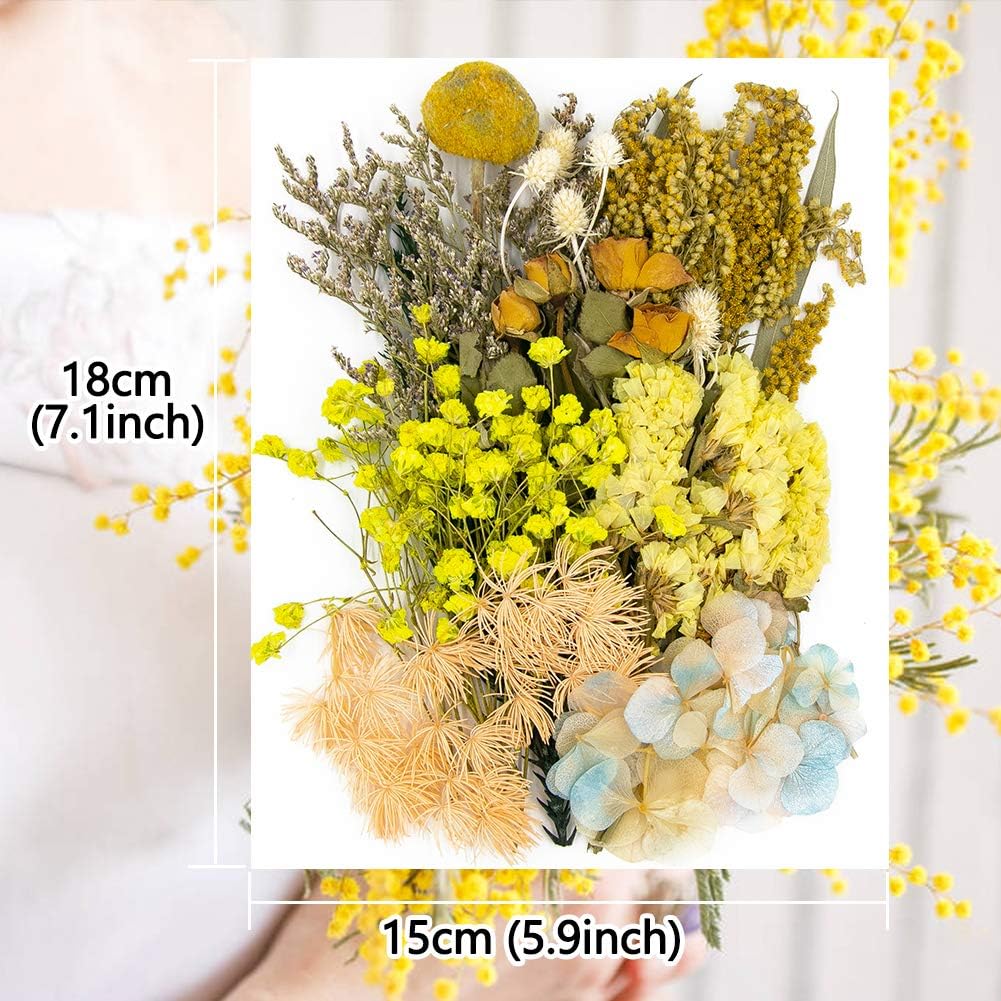 Vignee Real Dried Pressed Flower Daisies for Resin Jewelry Craft DIY