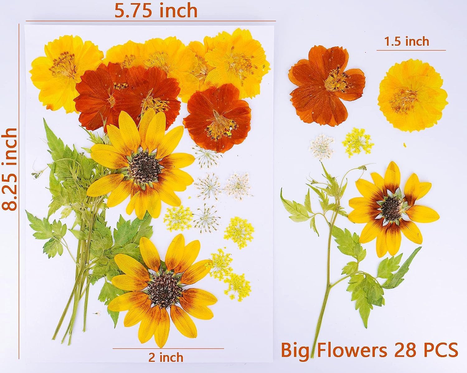 Yellow Sunflowers Big Dried Flowers for Resin Mold Craft