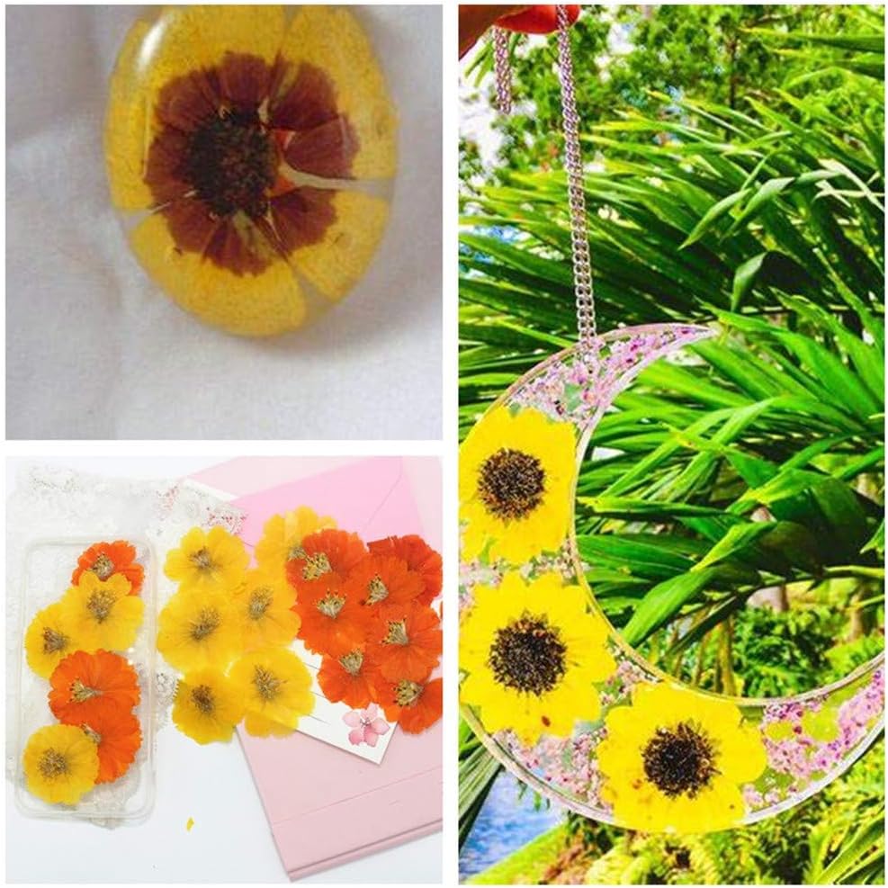 12PCS Sulphureus Natural Pressed Dried Flower for DIY Craft Jewelry Making