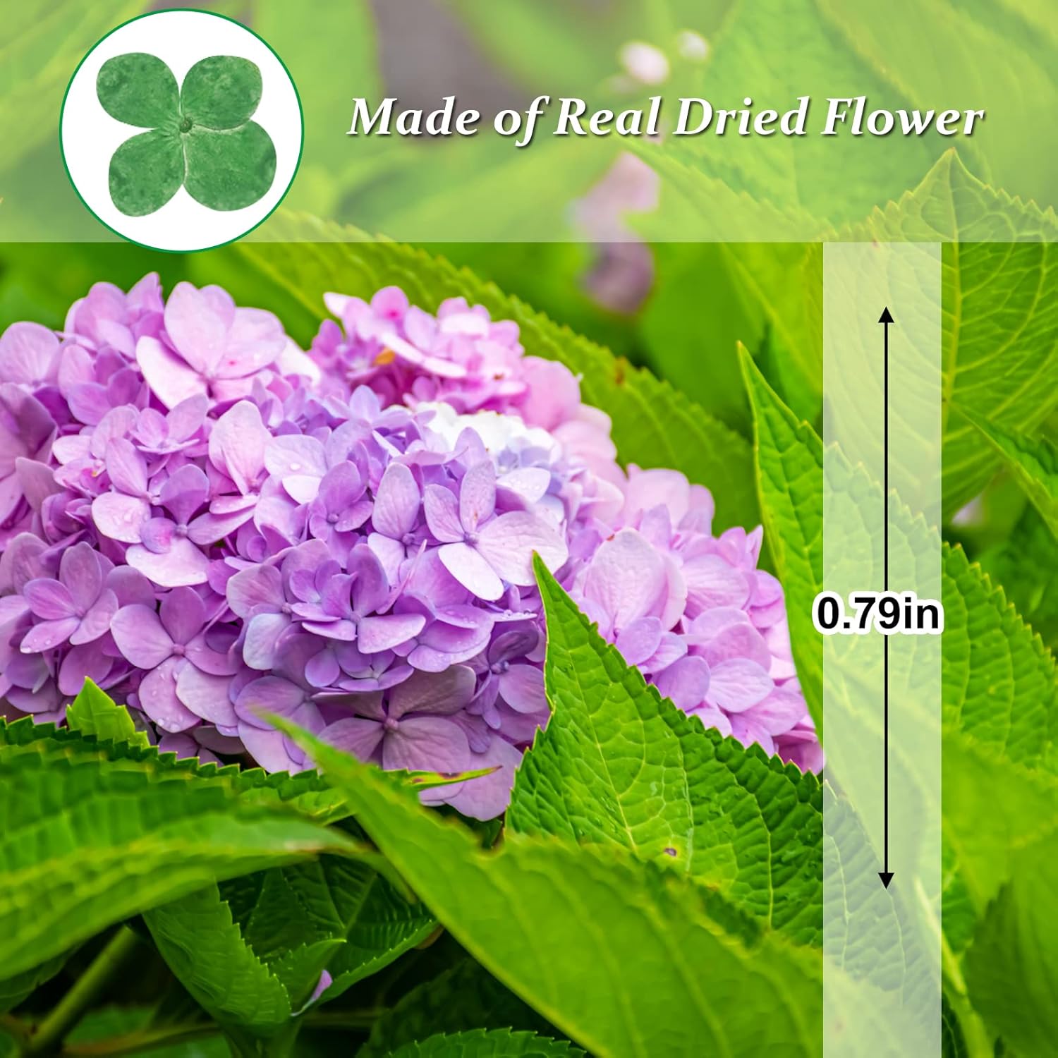 60PCS Natural Green Hydrangea Dried Flowers for DIY Crafts