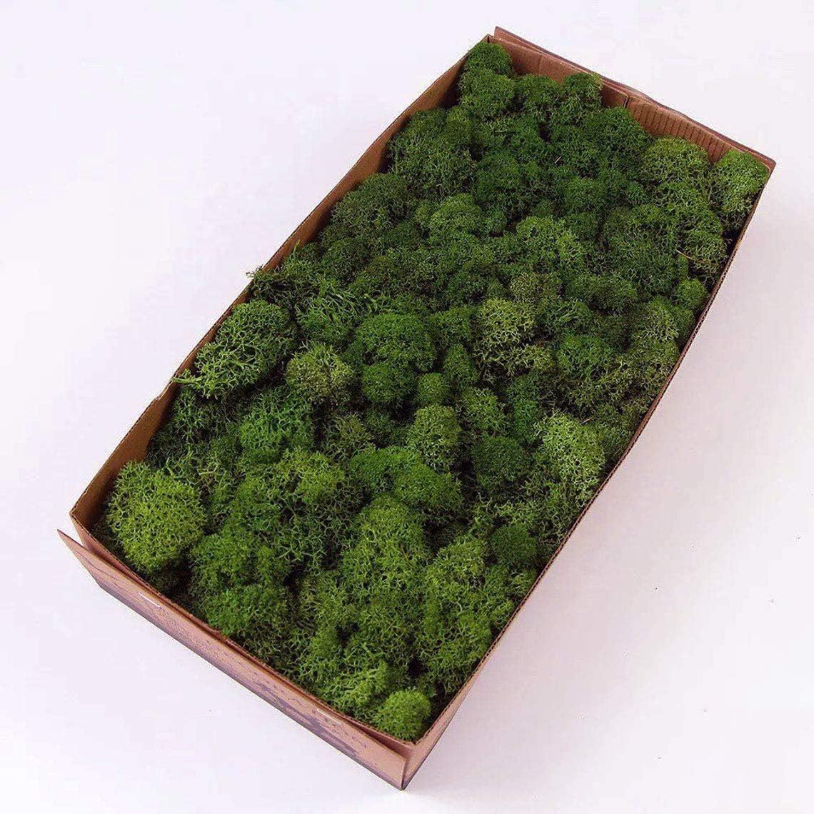 Preserved Reindeer Moss Green DIY Garden Art Decor Kit