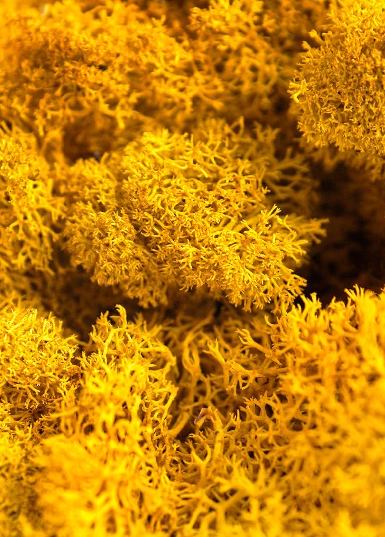 SuperMoss Reindeer Moss Preserved 2oz Mango