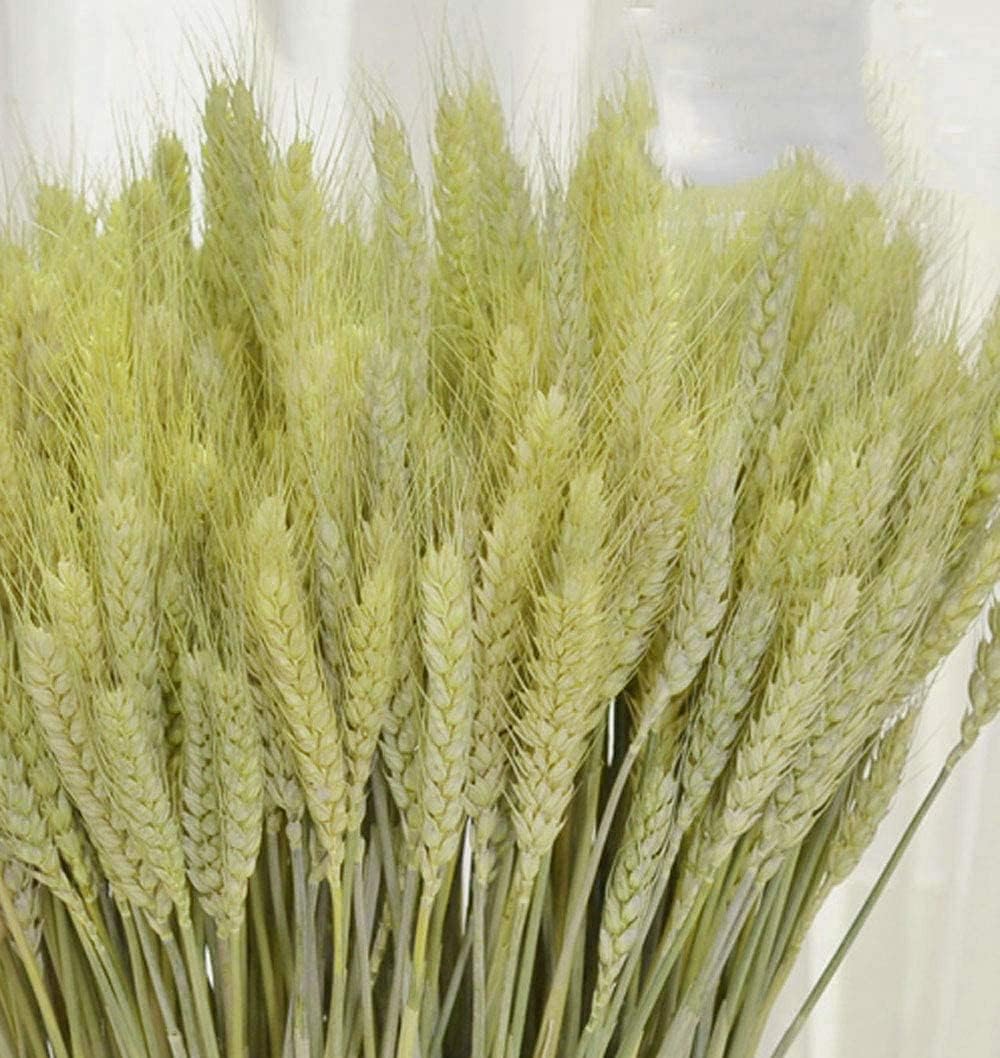 TooGet 200 Stems Dried Wheat Bouquet for Decor