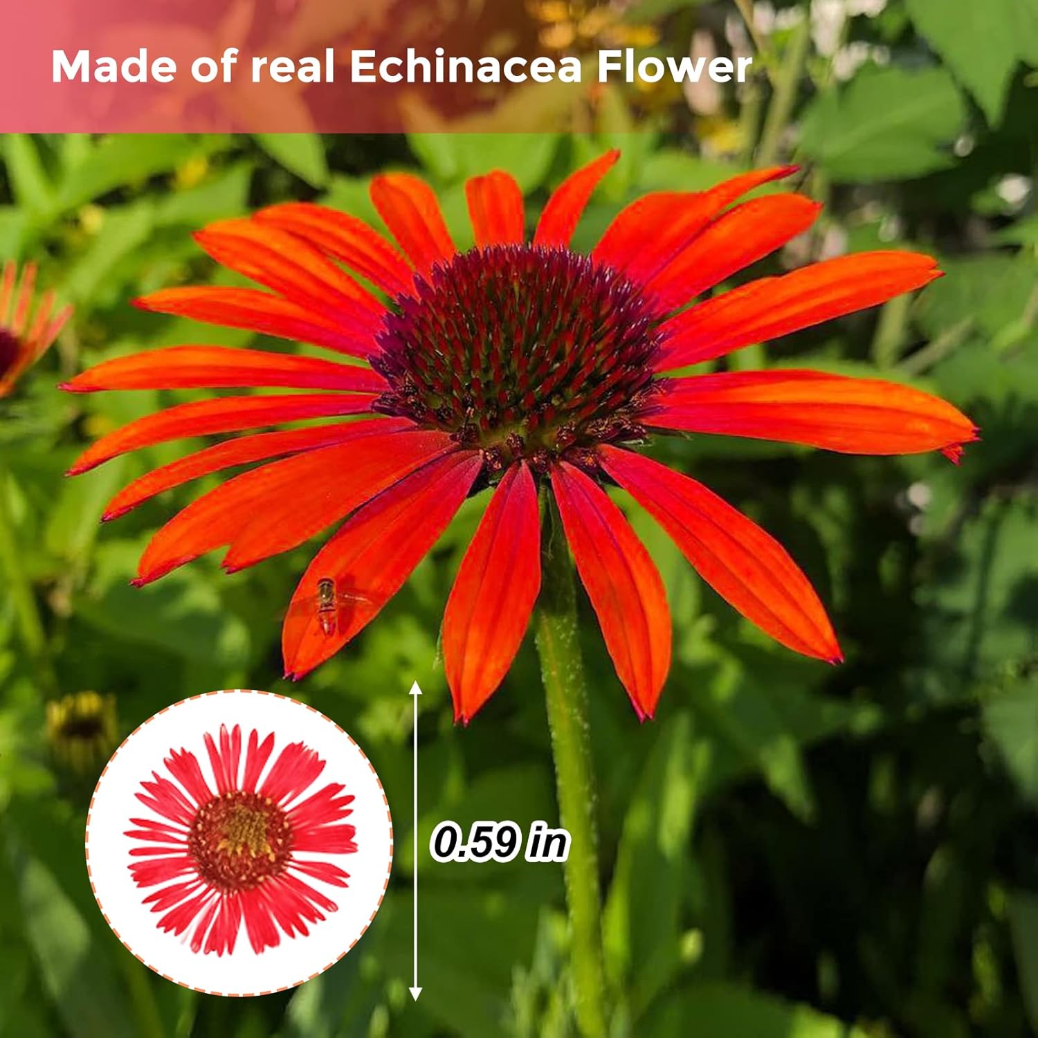 60PCS Natural Dried Chrysanthemum Flowers for Resin Jewelry and Craft