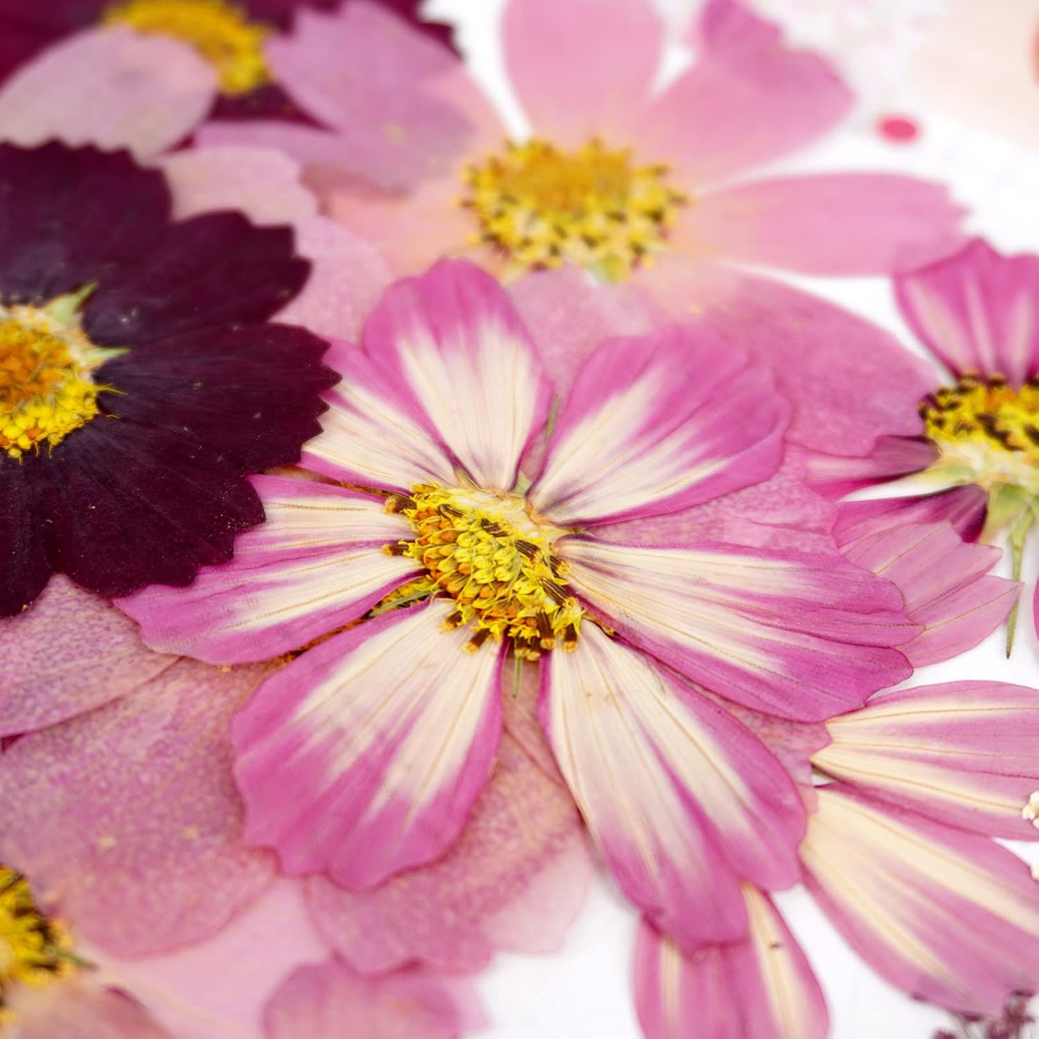 Big Dried Flowers for Resin Crafting and Scrapbooking Supplies Purple Galsang