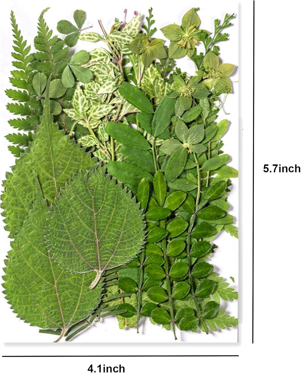 35Pcs Dried Pressed Flowers Leaves for Resin Crafts DIY Art