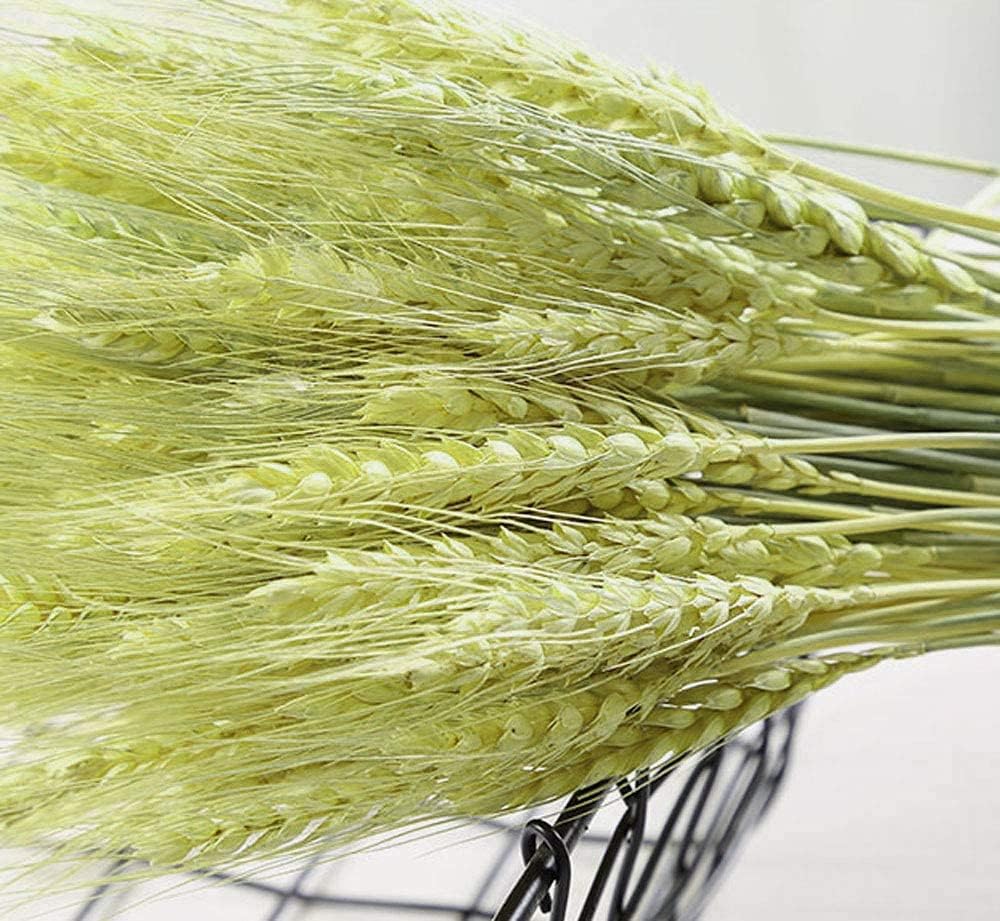 TooGet 200 Stems Dried Wheat Bouquet for Decor