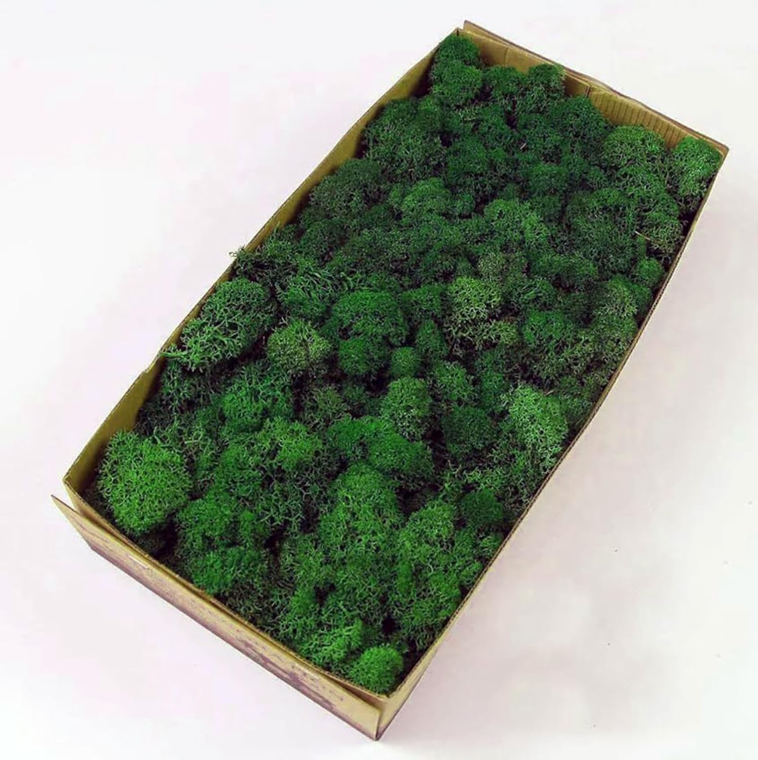 Preserved Reindeer Moss Green DIY Flower Arranging Kit
