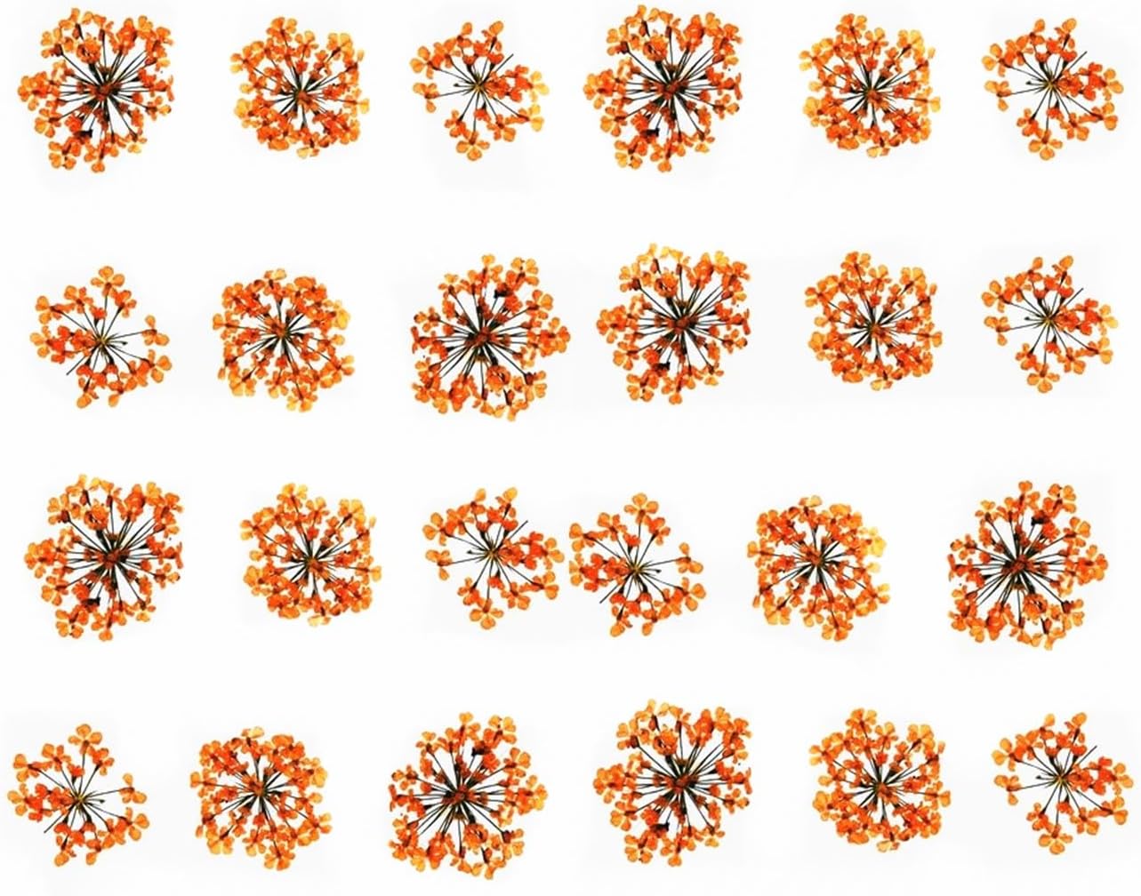 72 pcs 3D Dried Flowers for Nail Art and Resin