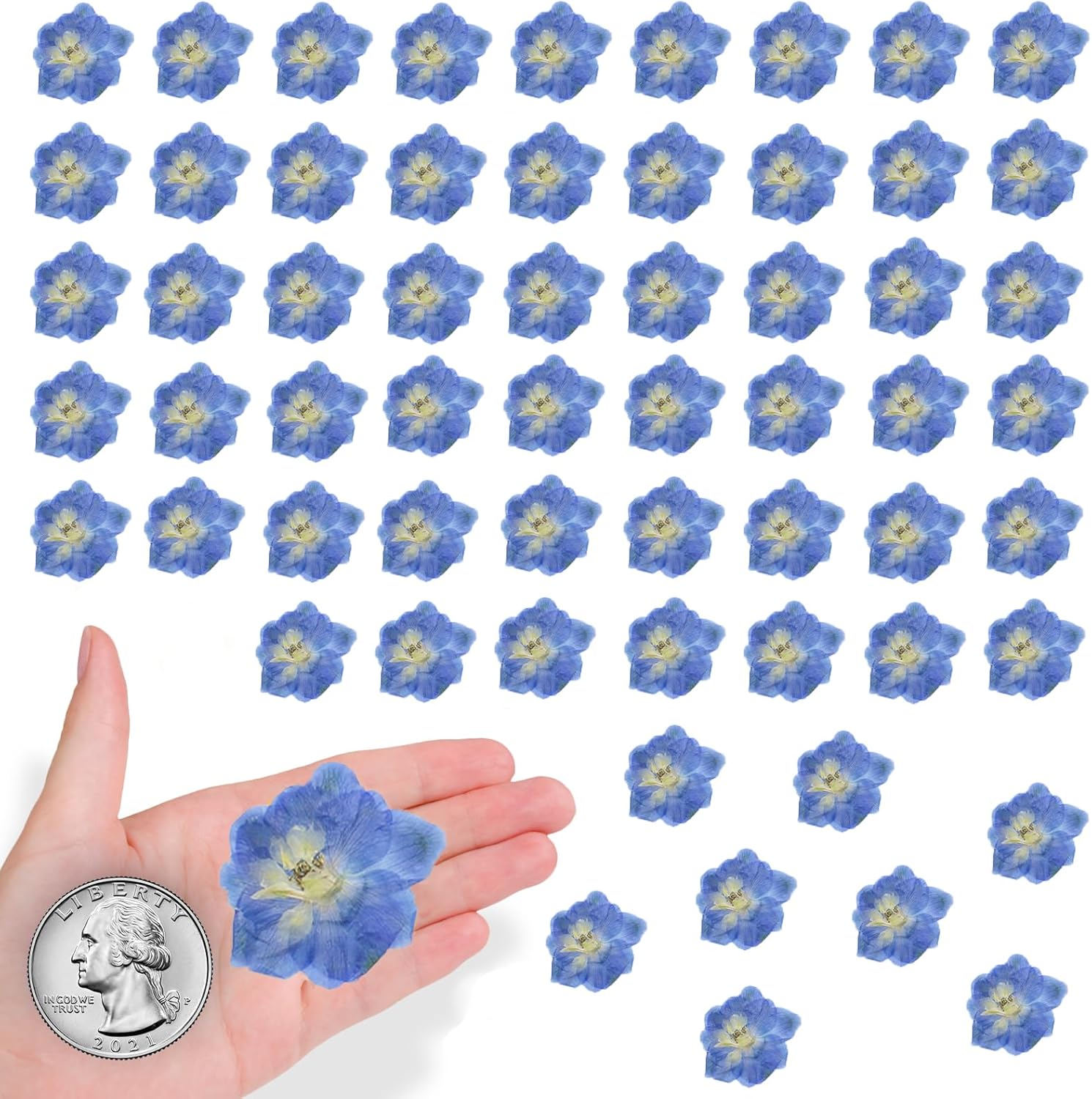 Blue Dried Larkspur Flowers 60PCS for Resin Craft Decor