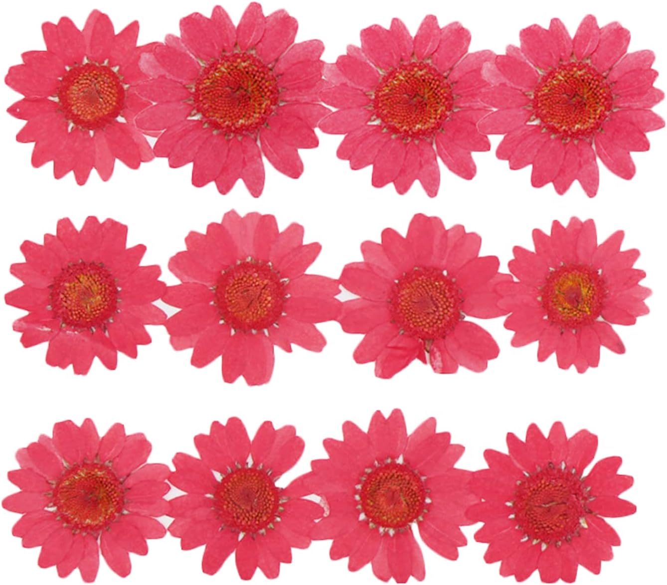50pcs Natural Dried Daisy Flower for Crafting and Decoration