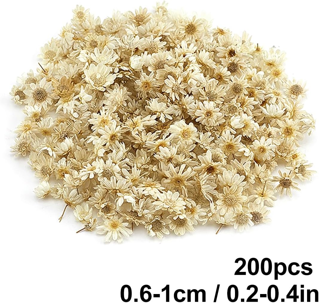 Queenbox 200pcs Mini Star Daisy Dried Flowers for DIY Wedding Confetti