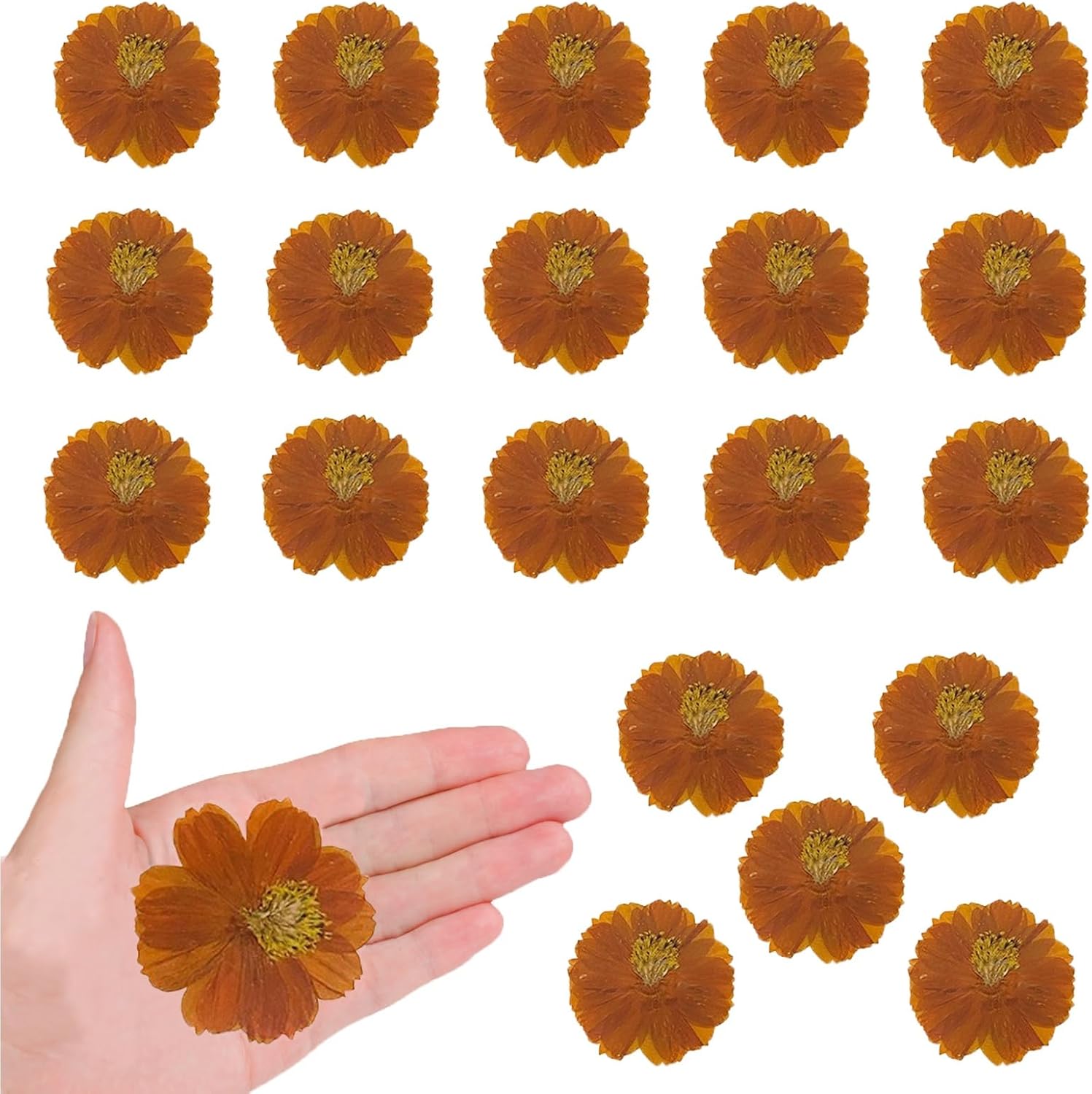60PCS Dried Orange Cosmos Flowers for Resin Crafts