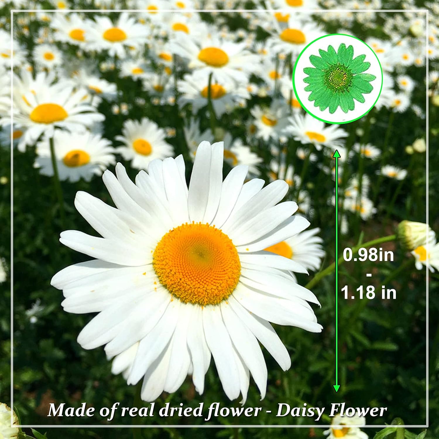 60PCS Dried Pressed Daisy Flowers for DIY Crafts