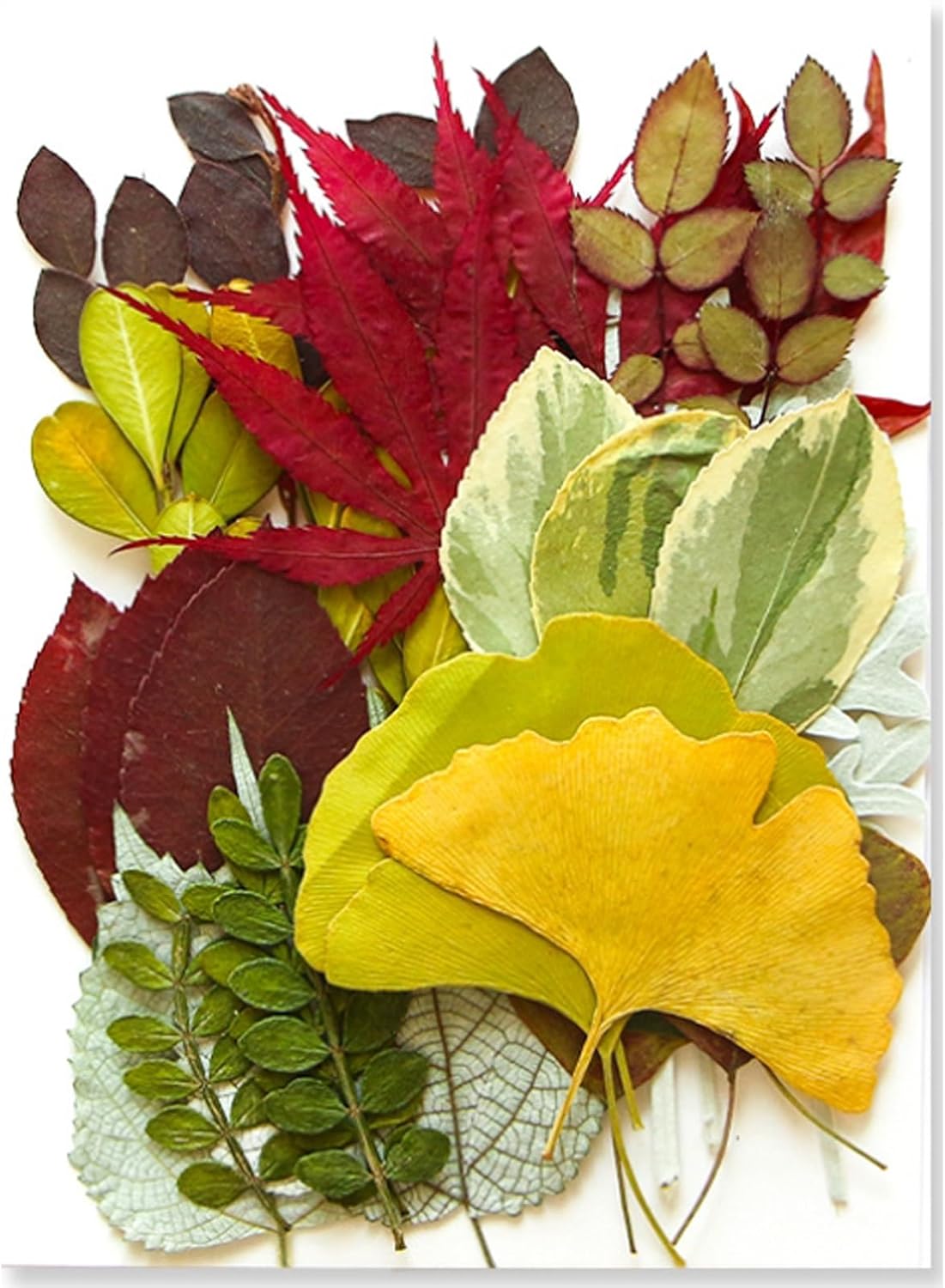 35 Pcs Dried Flowers Leaves for Crafts Resin Art DIY