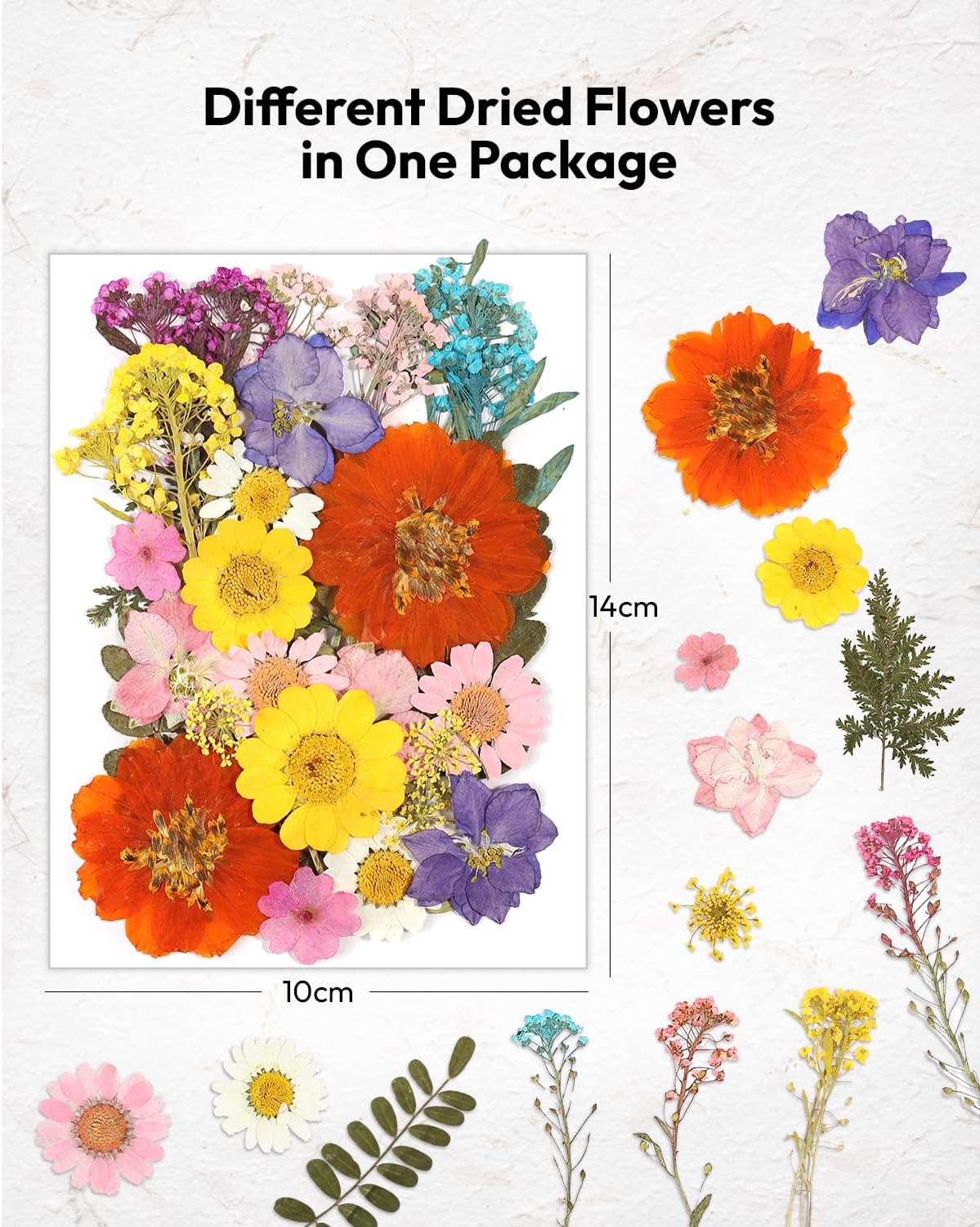 174 Pcs Dried Flowers Pressed for Craft Projects