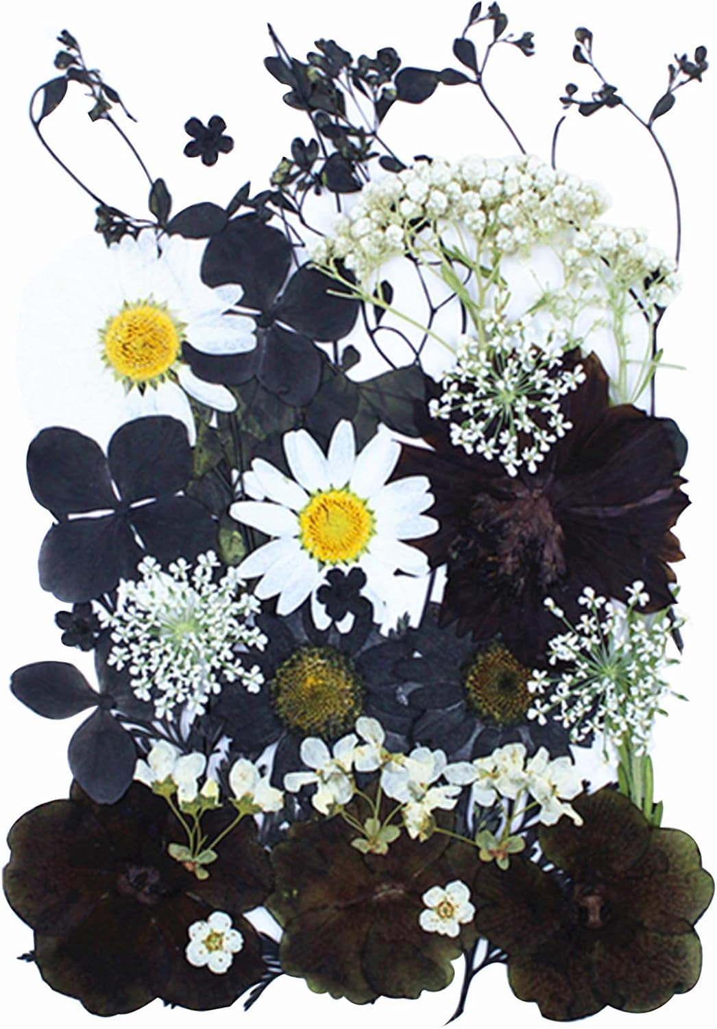 30Pcs Dried Pressed Flowers for Resin Art Crafts Decor