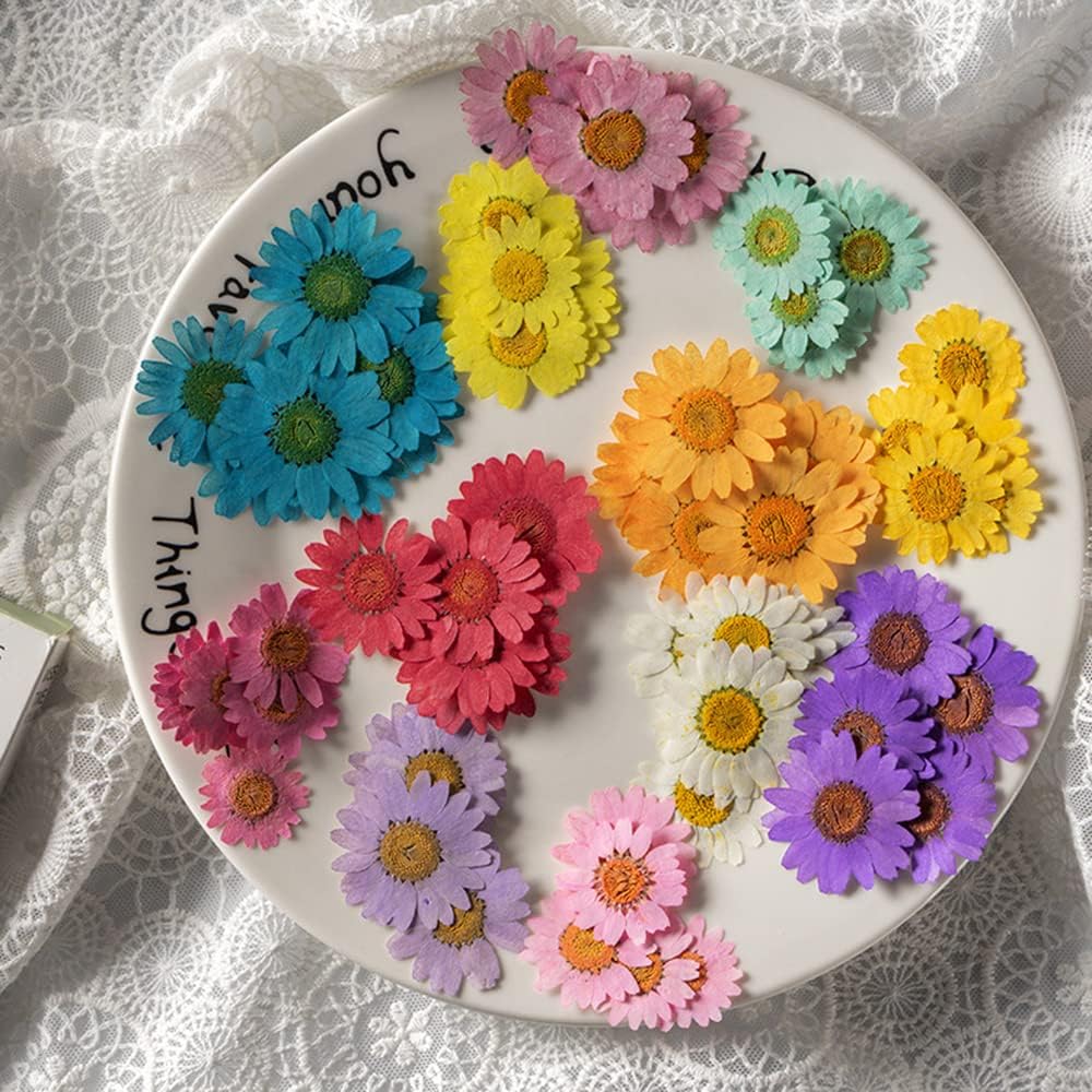 50pcs Natural Dried Daisy Flower for Crafts and Decor