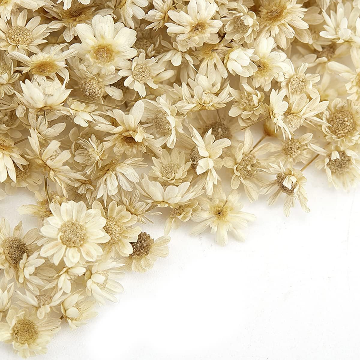 Queenbox 200pcs Mini Star Daisy Dried Flowers for DIY Wedding Confetti