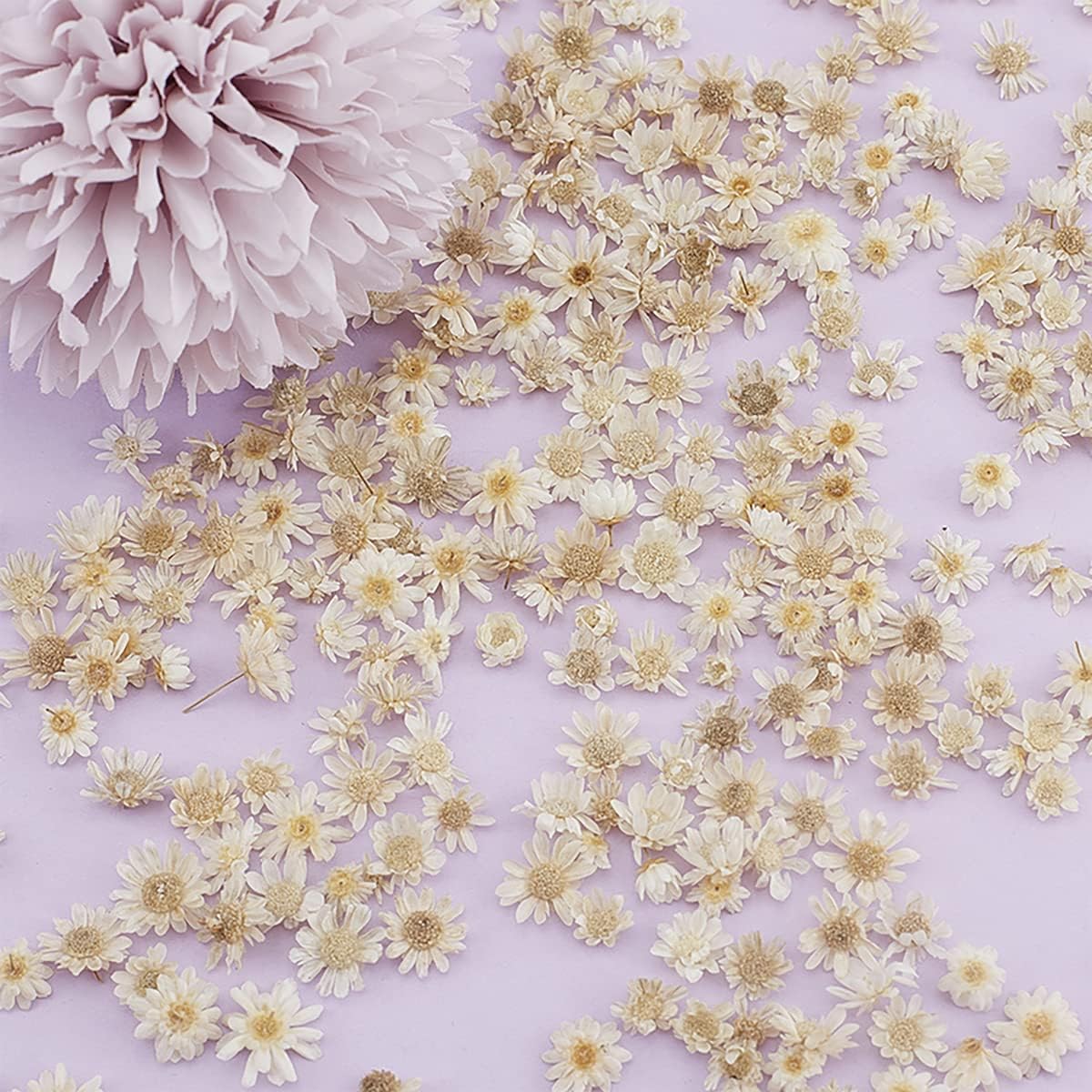 Queenbox 200pcs Mini Star Daisy Dried Flowers for DIY Wedding Confetti