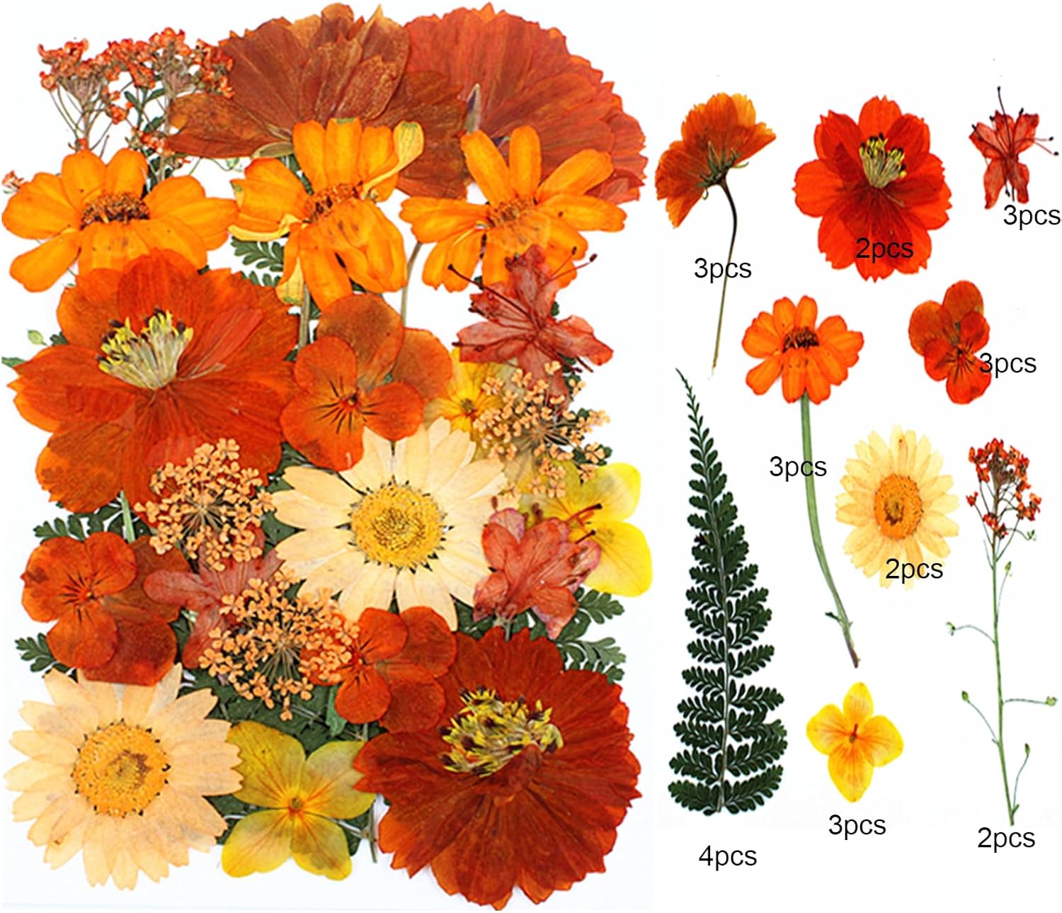 25Pcs Real Dried Flowers for Resin Art Crafts