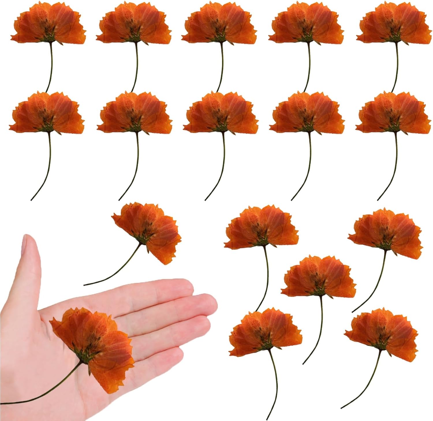HEISENLIN Orange Dried Cosmos Flowers 42PCS for Resin Jewelry DIY Crafts