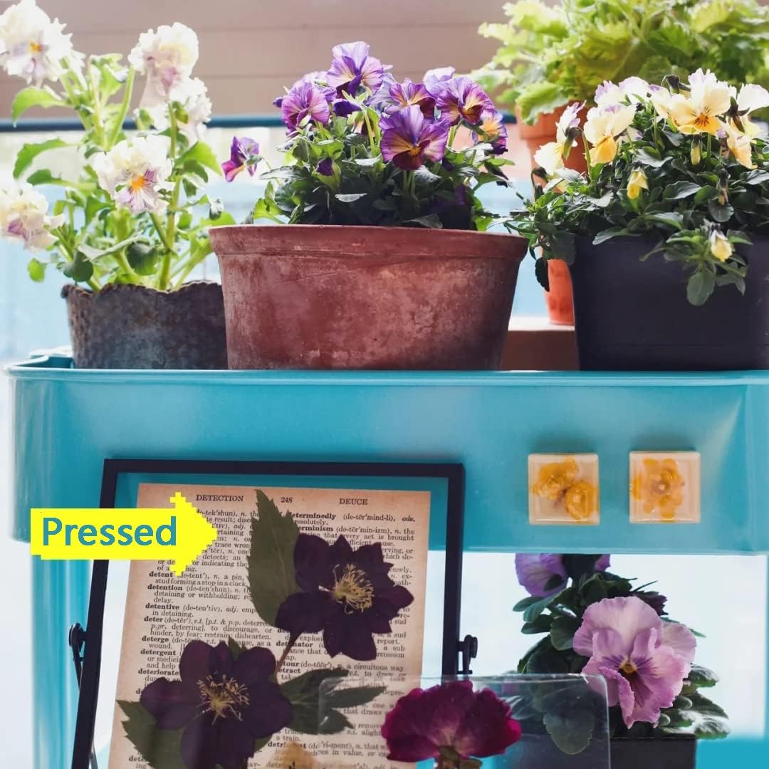 Big Dried Flowers for Resin Crafting and Scrapbooking Supplies Purple Galsang