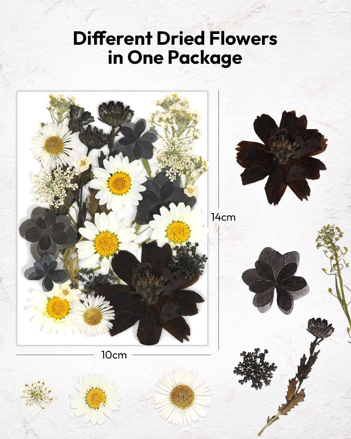Dried Flowers Pressed Flowers Craft Kit for Scrapbooking DIY