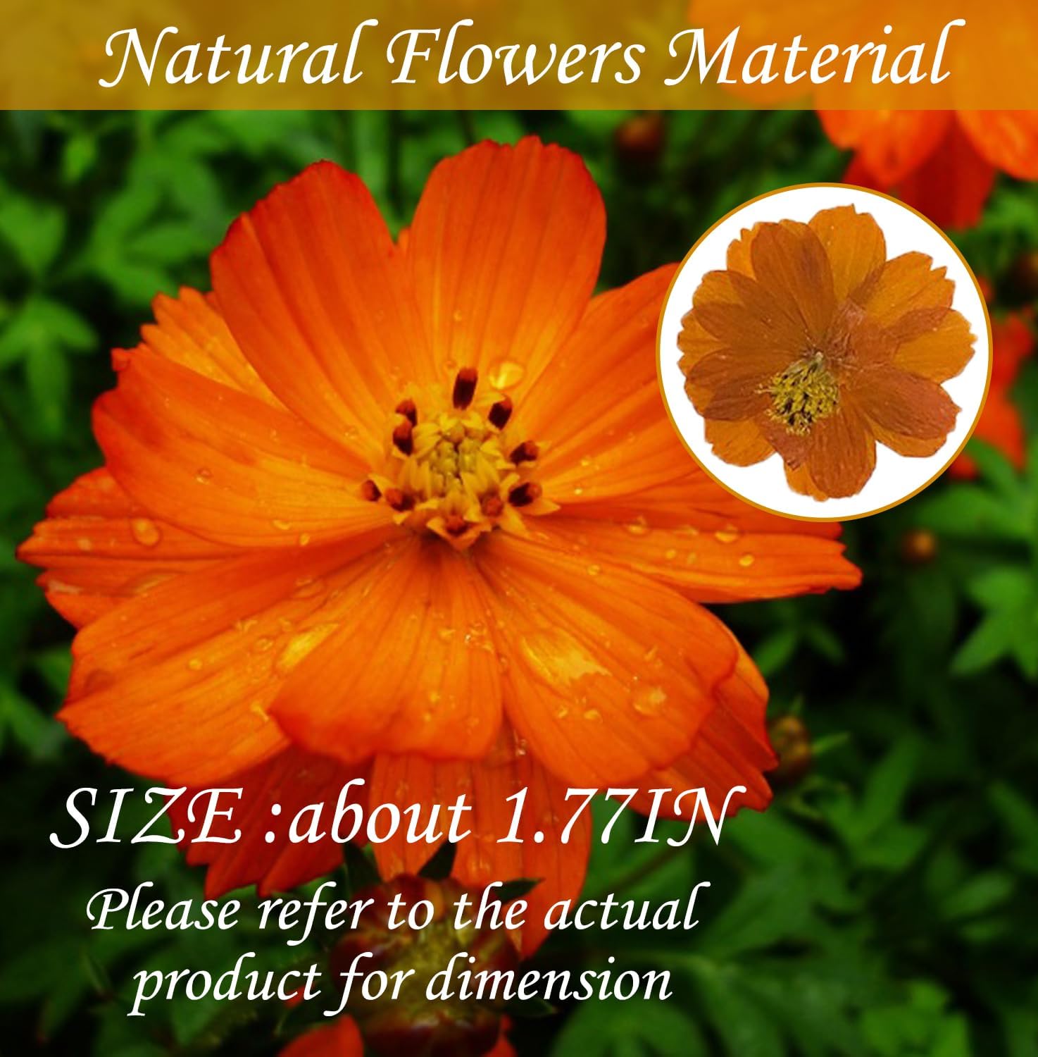 60PCS Dried Orange Cosmos Flowers for Resin Crafts