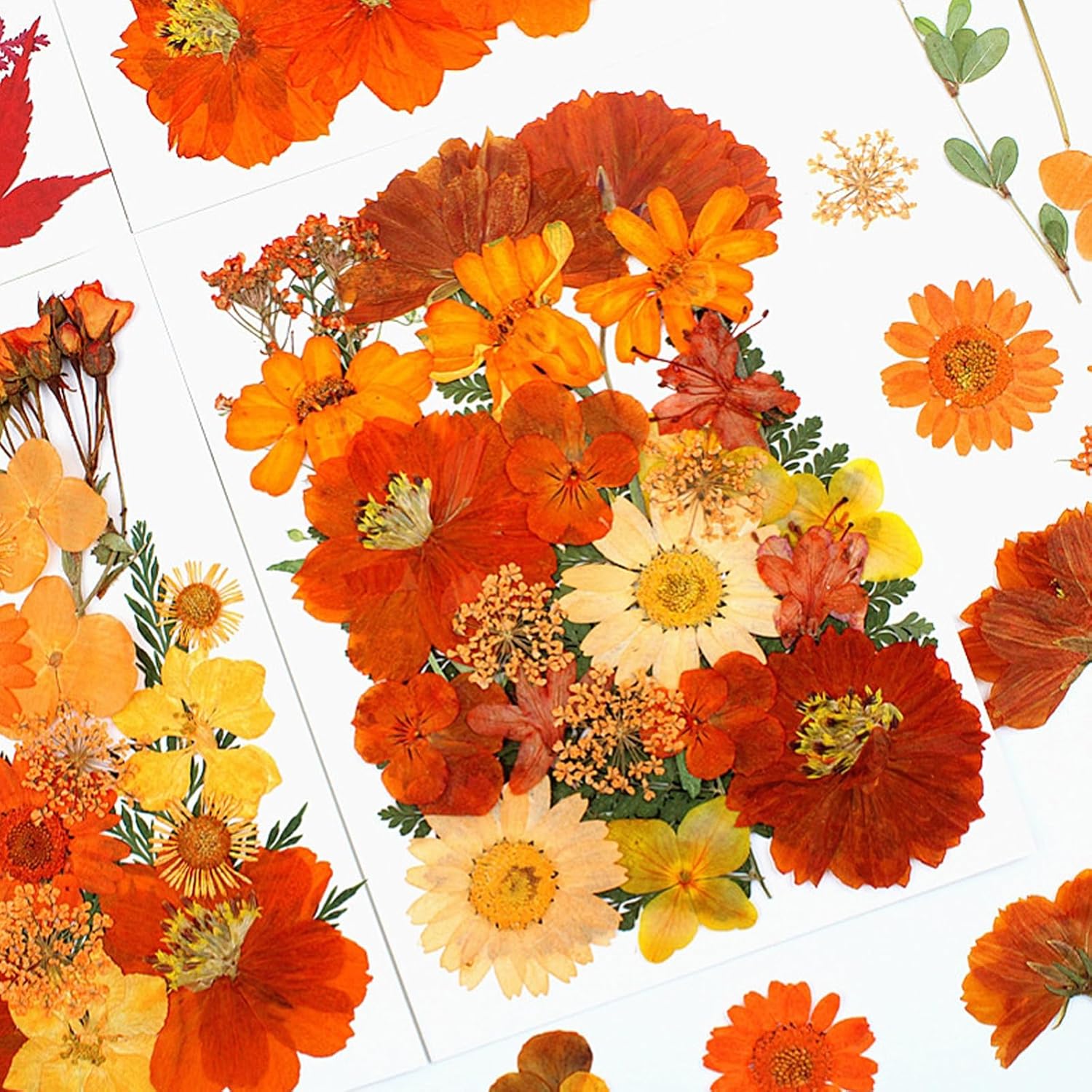 25Pcs Real Dried Flowers for Resin Art Crafts