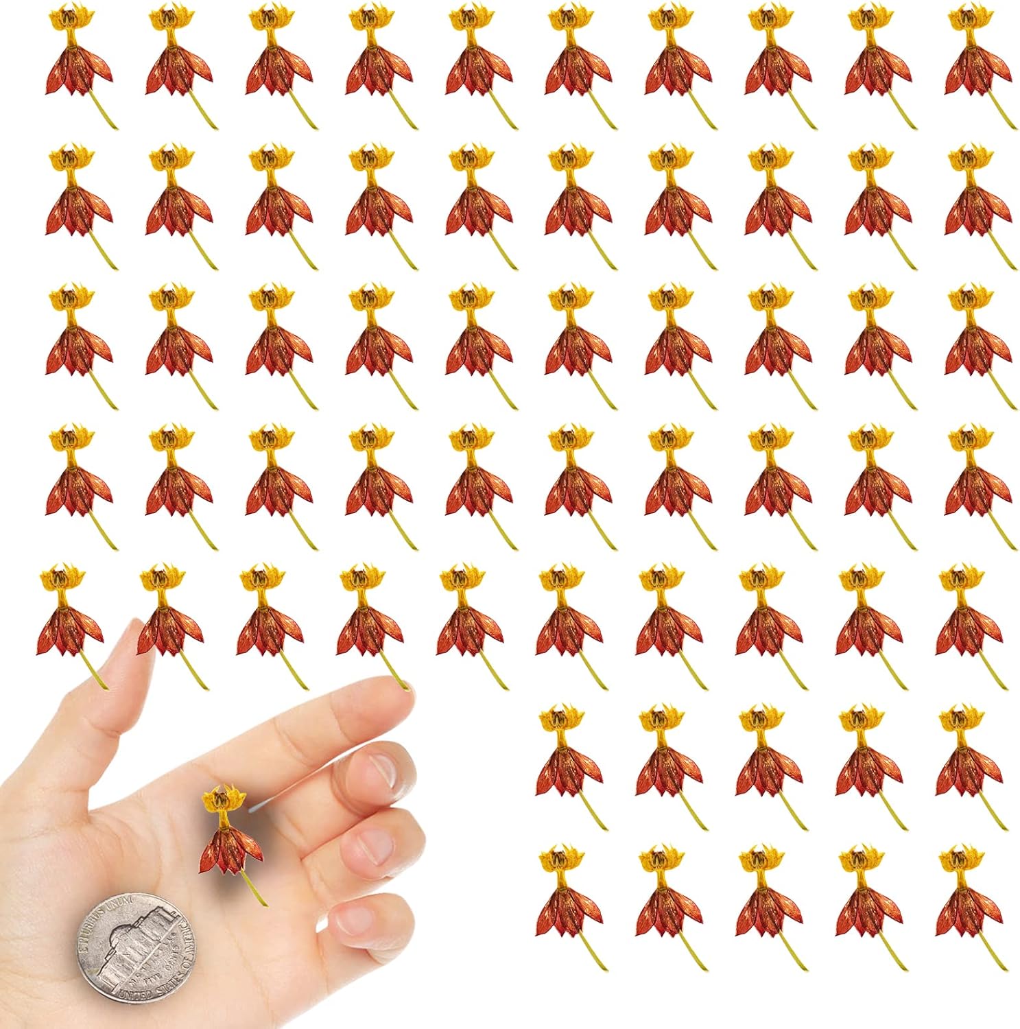 Dried Flowers Dancing Flower with Stem for Resin Crafts 60PCS
