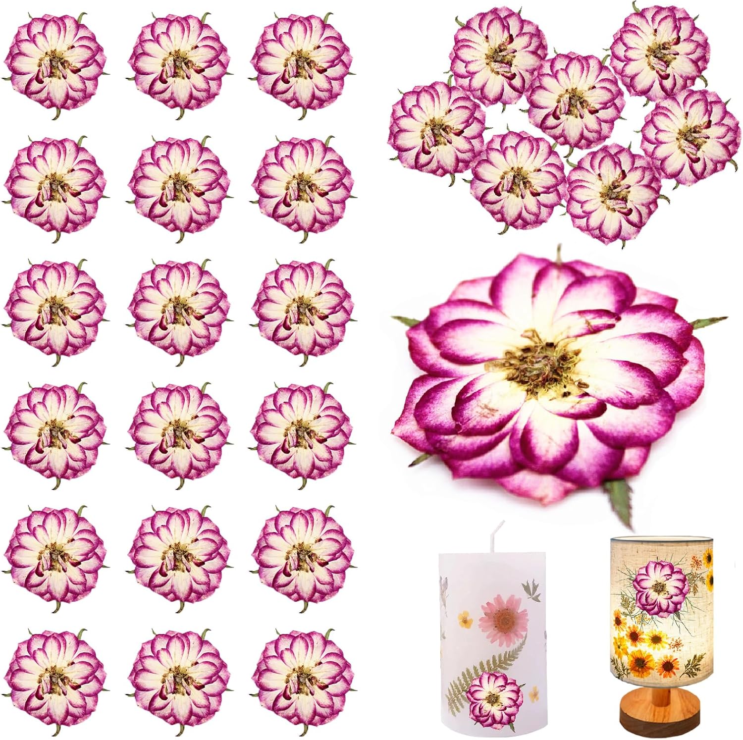 Natural Dried Two-Tone Rose Flowers for Resin Crafts