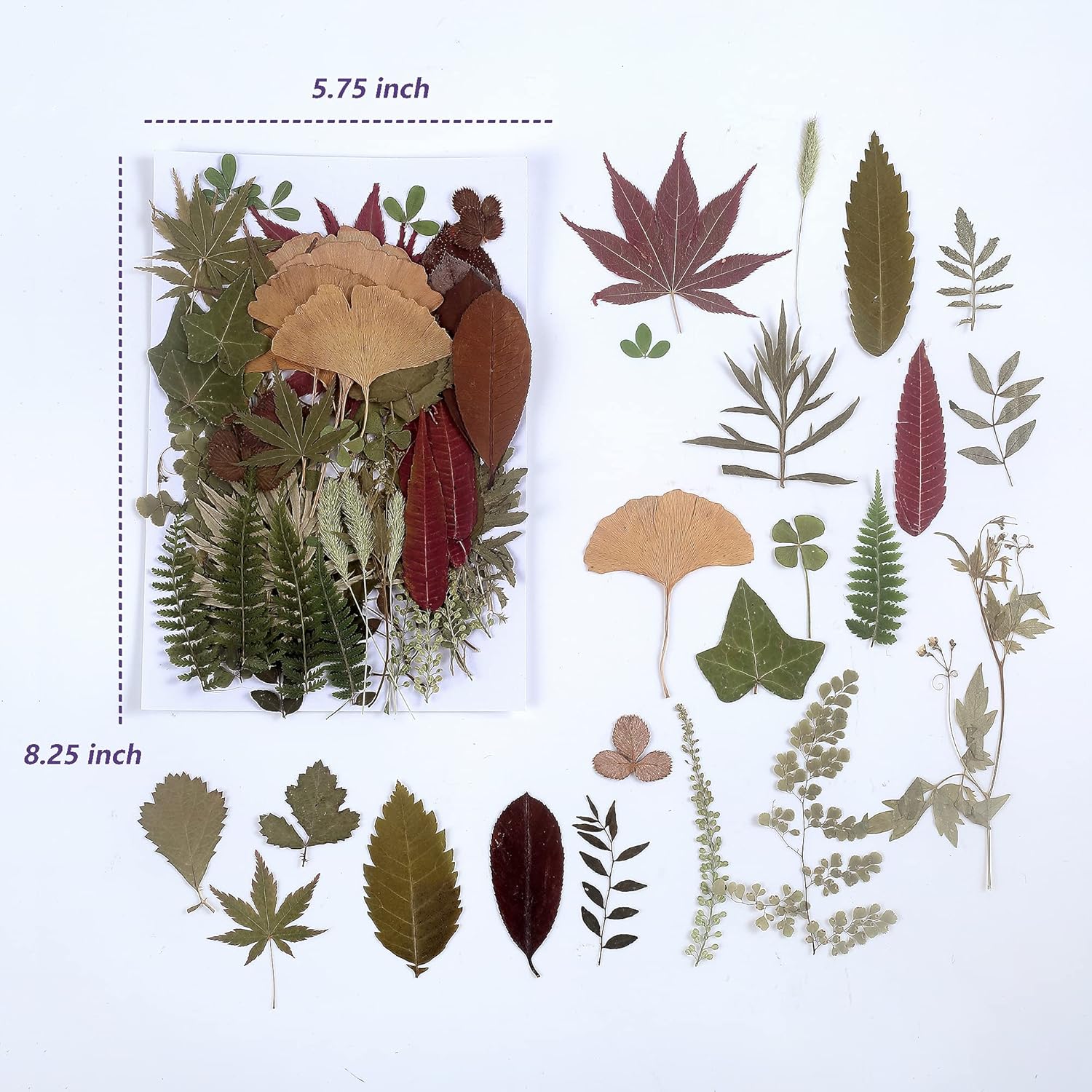 100 PCS Real Dried Greenery Leaves for DIY Resin Jewelry Craft